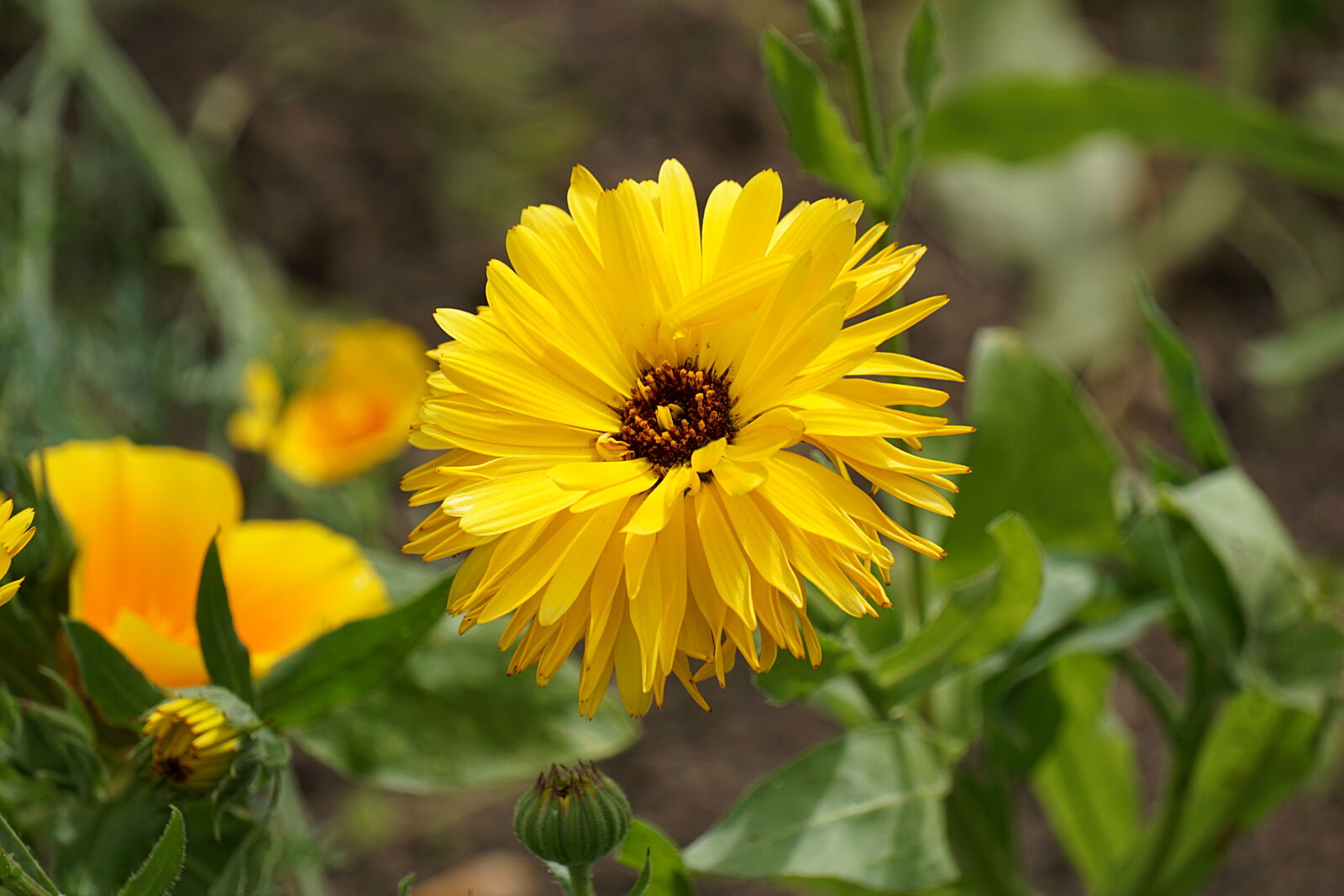 Sony E 55-210mm F4.5-6.3 OSS sample photo. Botanique, fleur, fleur, jaune photography