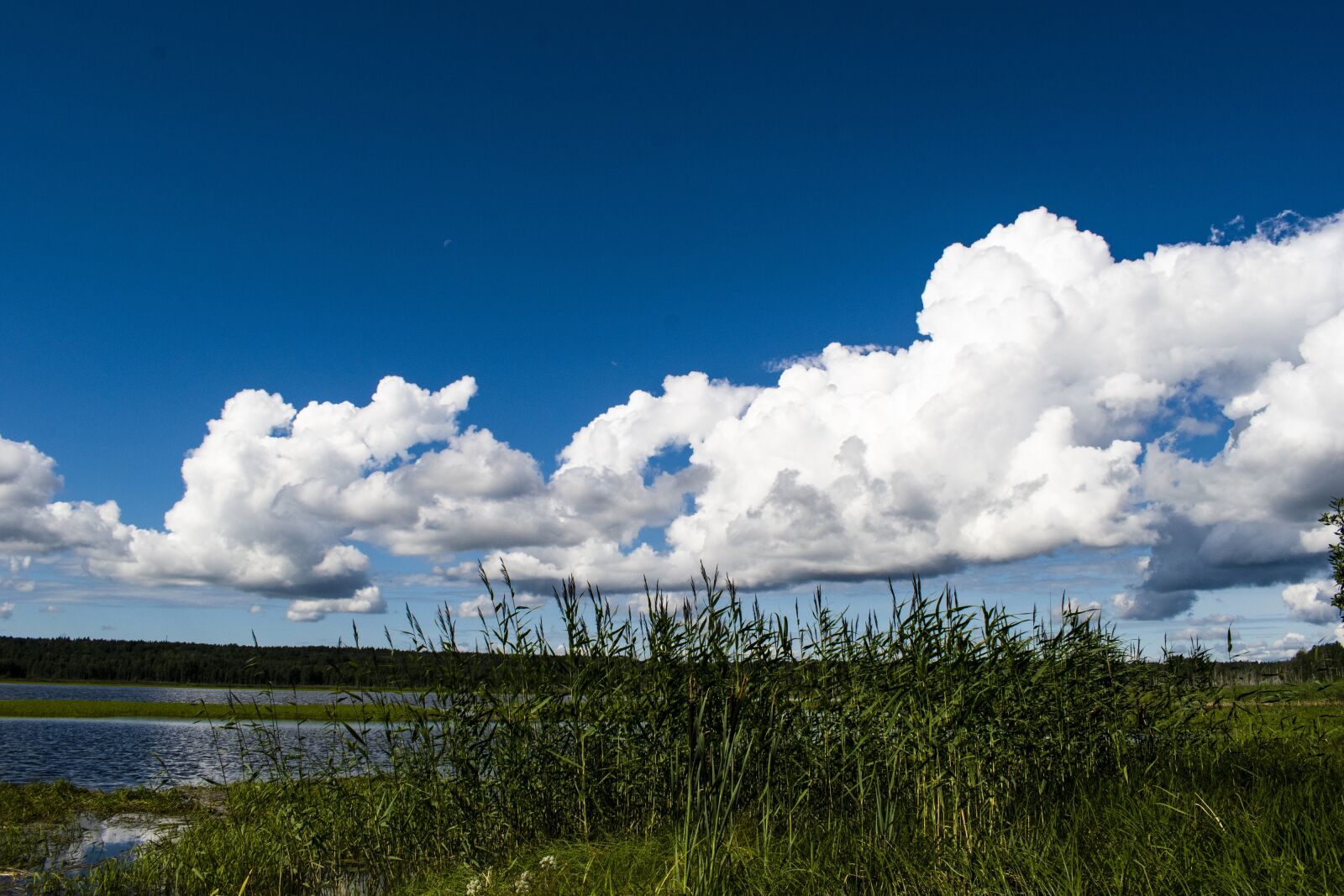 Nikon D3500 sample photo. Lake, reed, clouds photography