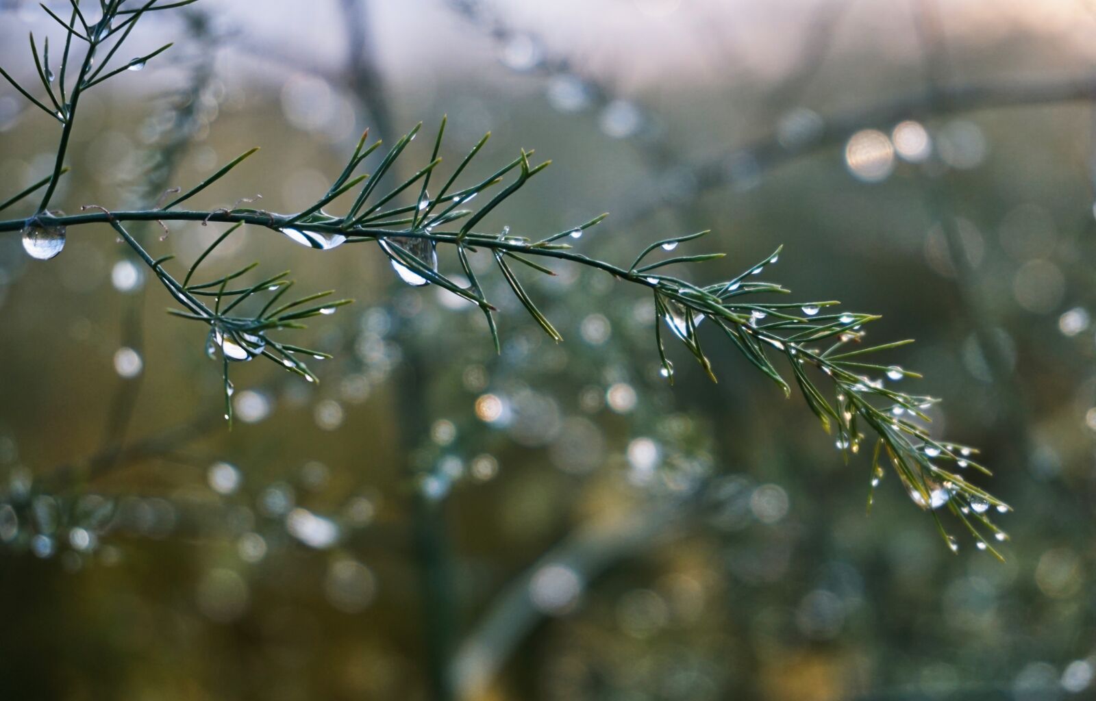 Sony E 16-50mm F3.5-5.6 PZ OSS sample photo. Bokeh, blade of grass photography