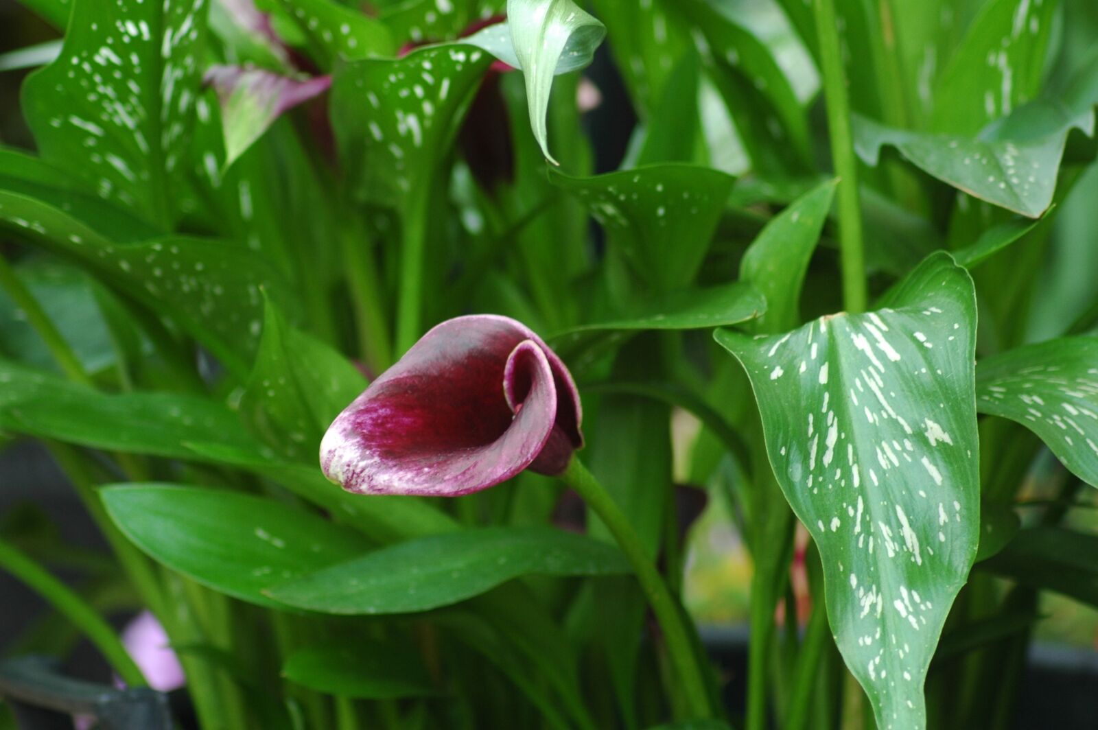 Nikon D70s sample photo. Calla, flowers, garden photography