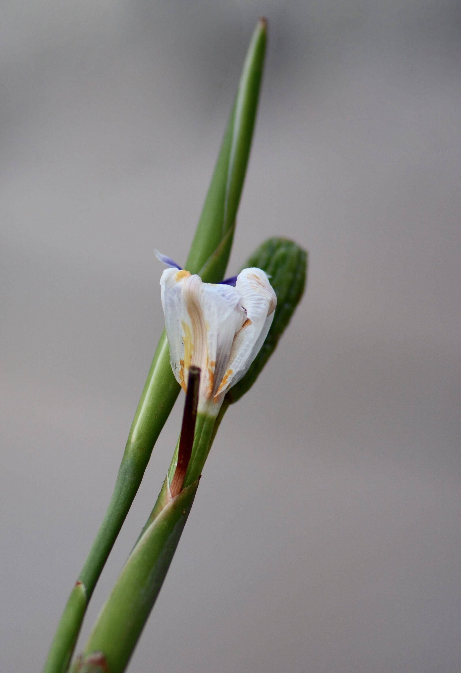 Nikon D7100 sample photo. Floral, garden, nature photography