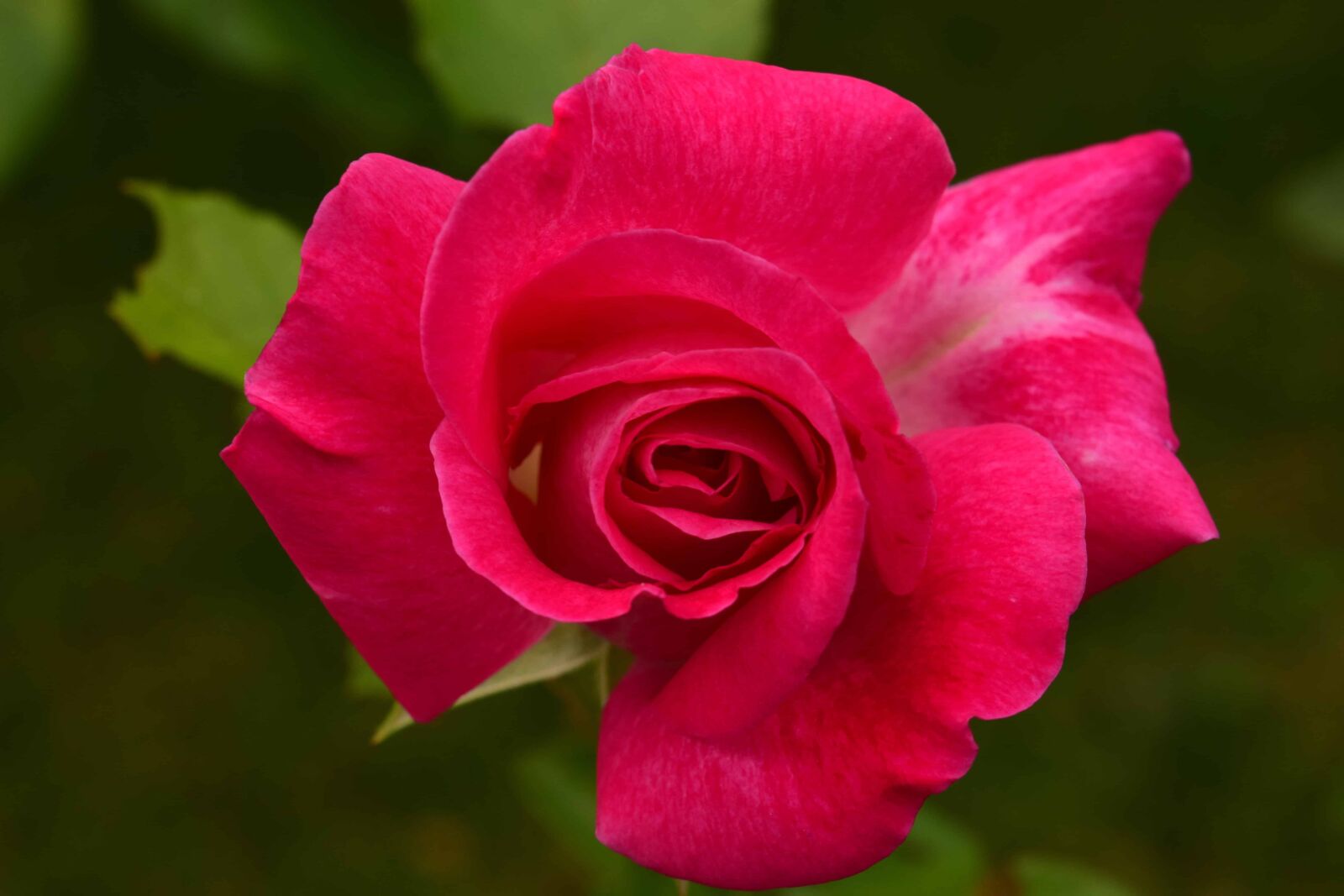 Nikon D3300 sample photo. Macro, daylight, detail, rose photography