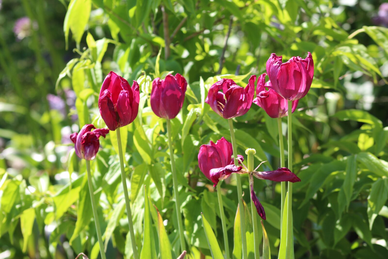 Canon EOS 700D (EOS Rebel T5i / EOS Kiss X7i) + Canon EF 75-300mm f/4-5.6 USM sample photo. Nature, flowers, tulips photography