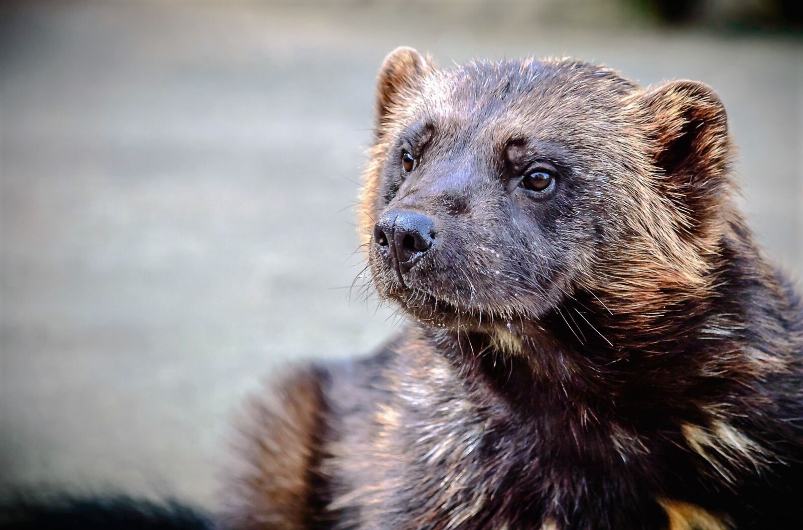 Nikon D3200 sample photo. Animal, nature, wild photography