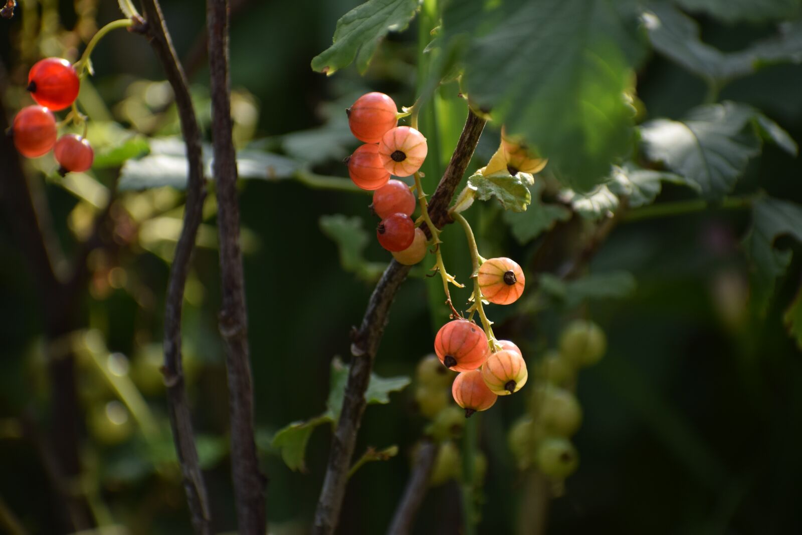 Nikon D5300 sample photo. Currant, nature, garden photography