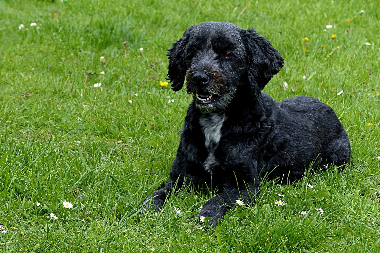Panasonic Lumix DMC-FZ200 sample photo. Animal, dog, black photography