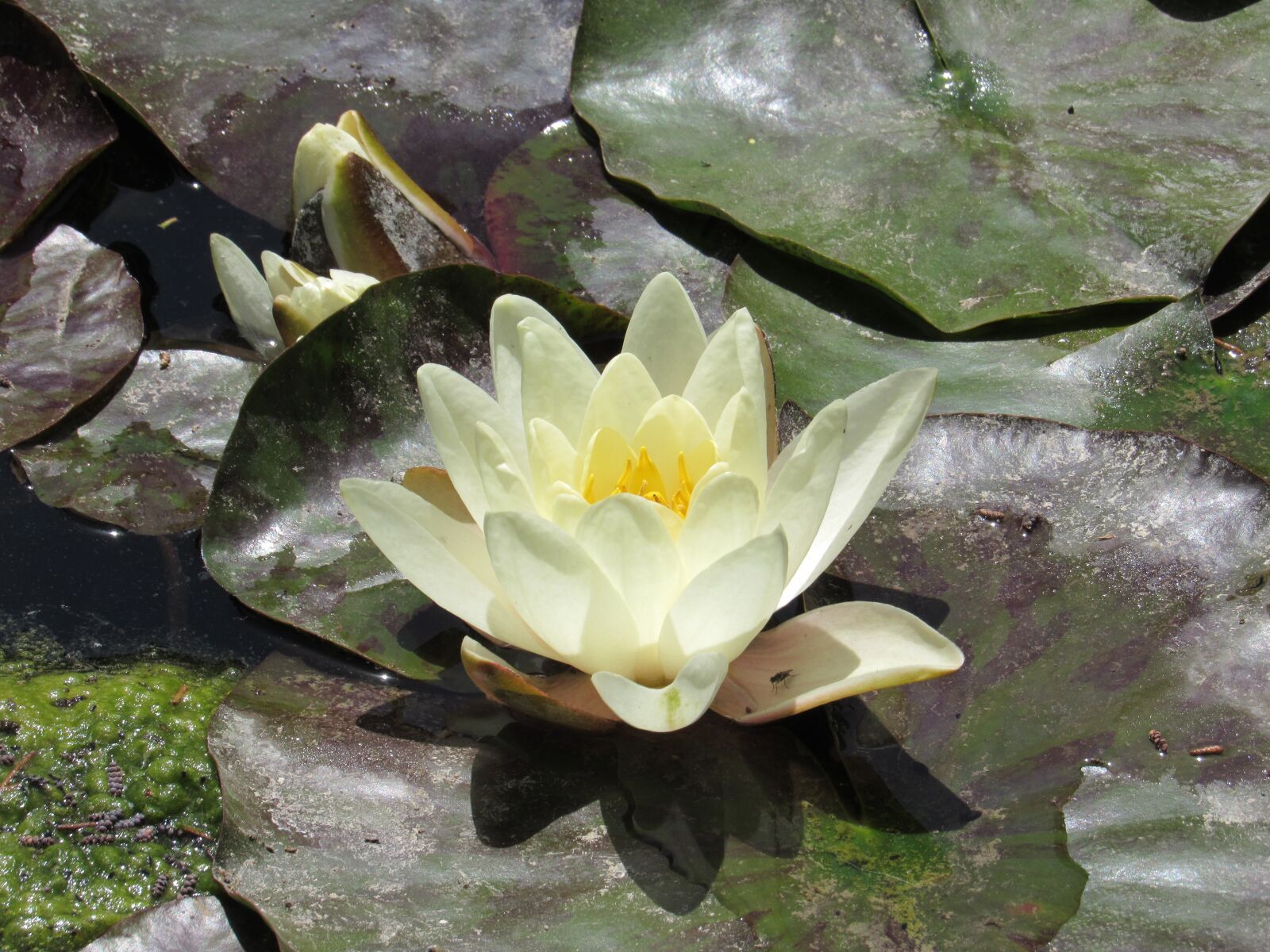 Canon PowerShot SX520 HS sample photo. Lotus flower, summer, water photography