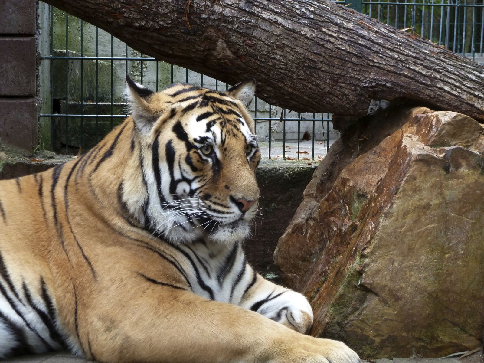 Panasonic Lumix DMC-ZS5 (Lumix DMC-TZ8) sample photo. Tiger, cage, predator photography