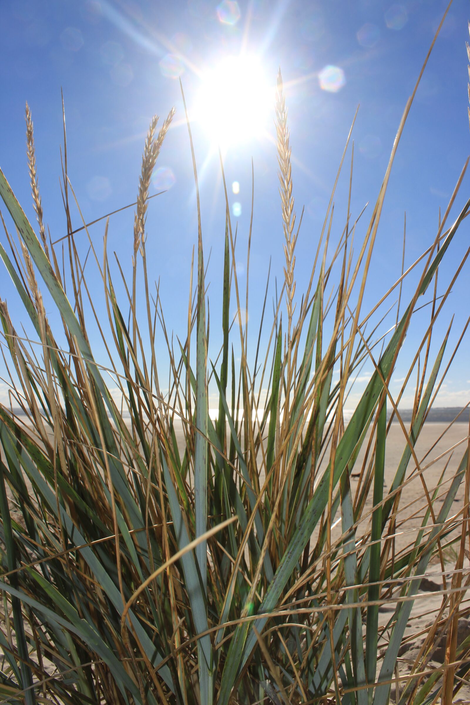 Canon EOS 600D (Rebel EOS T3i / EOS Kiss X5) sample photo. Sun, beach, dune photography