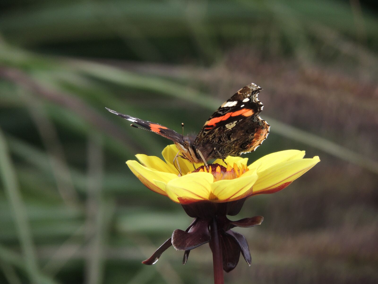 Nikon Coolpix P510 sample photo. Butterfly, flower, detail photography
