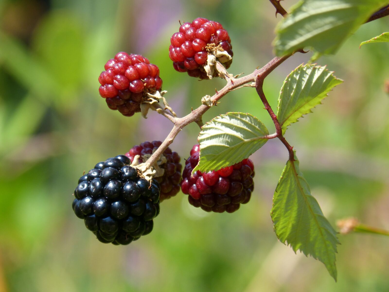 Panasonic DMC-FZ62 sample photo. Mora, blackberry, fruit of photography