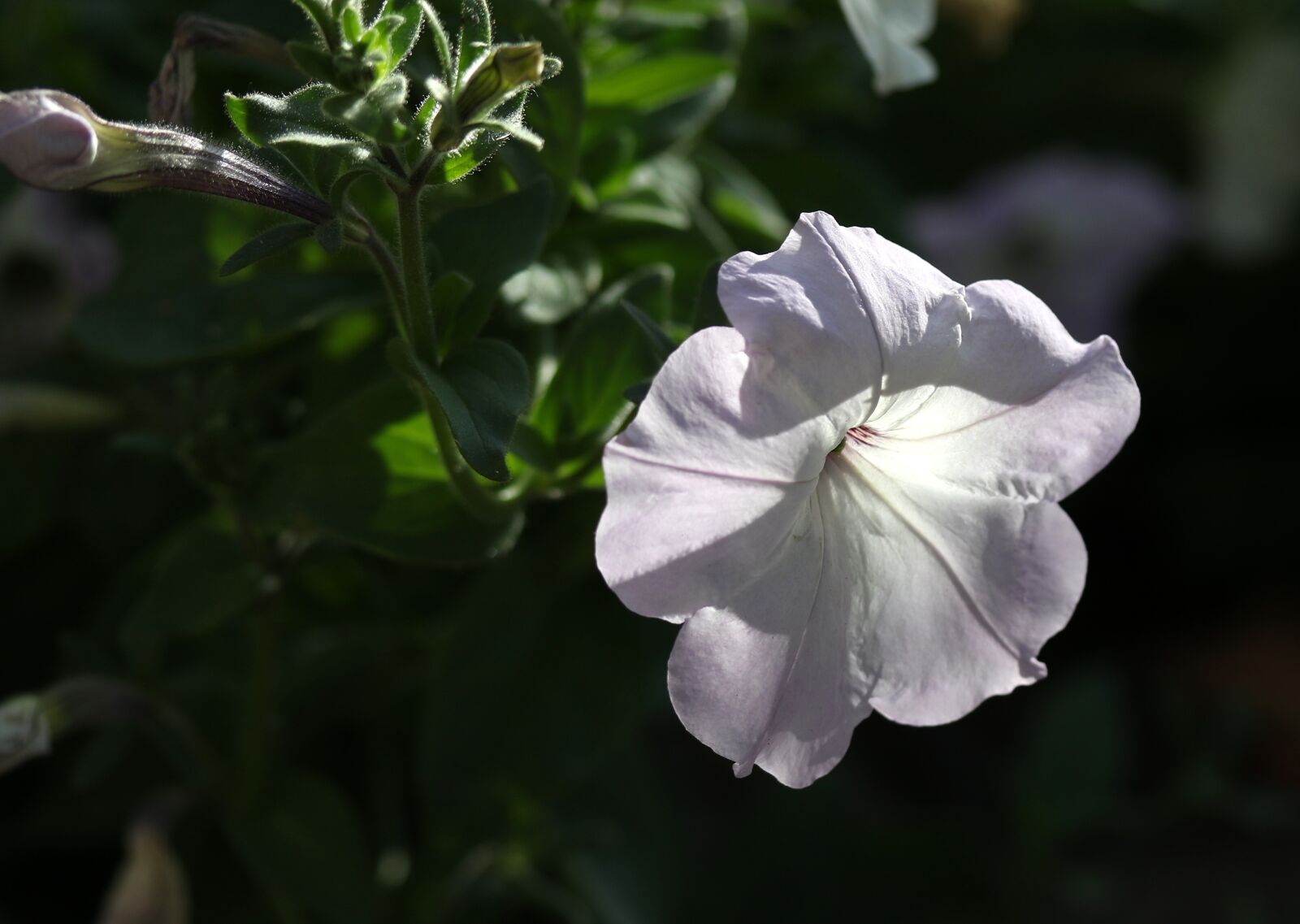 Canon EF-S 60mm F2.8 Macro USM sample photo. Petunia, flower, white photography