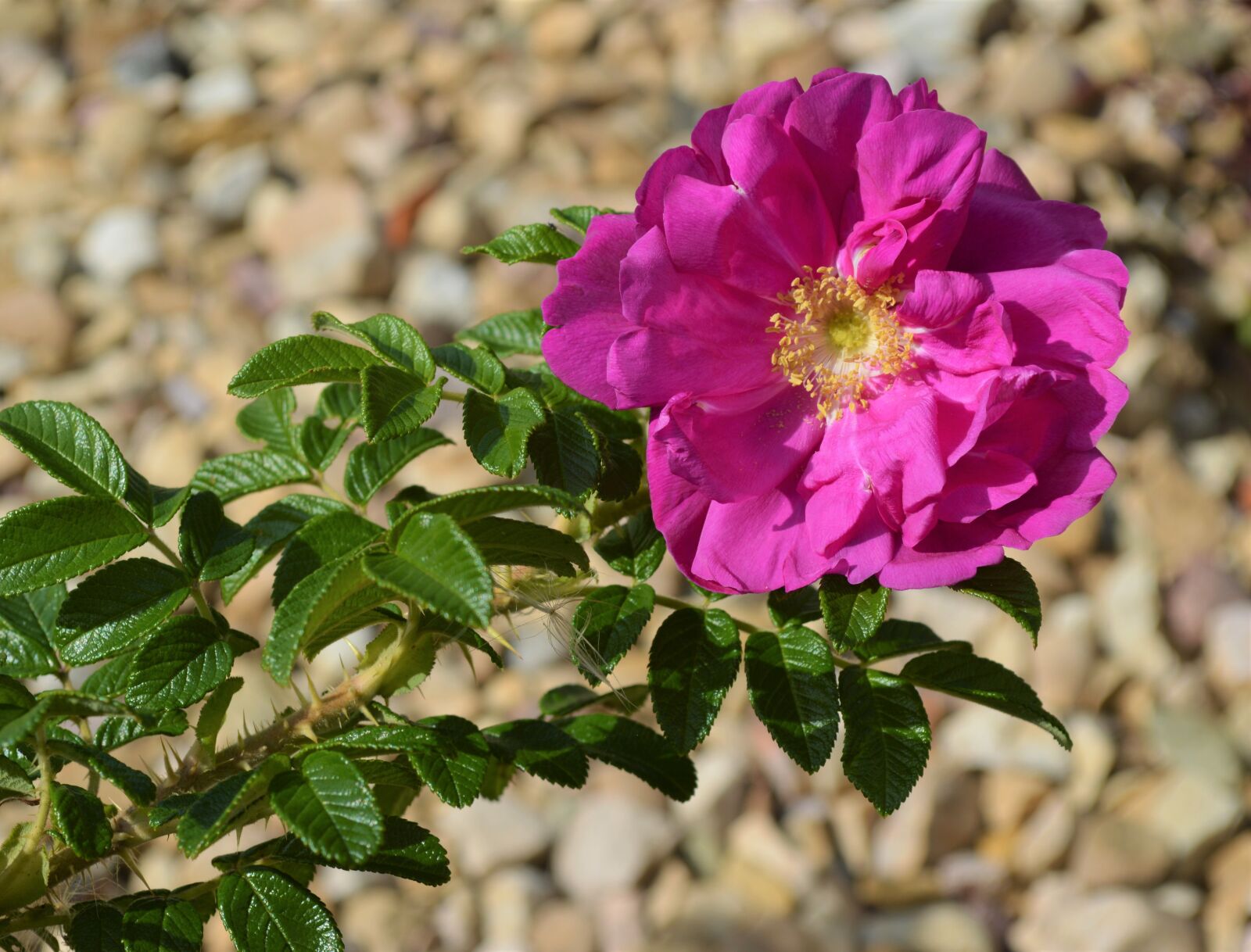Nikon D3200 sample photo. Rose, wild rose, plant photography