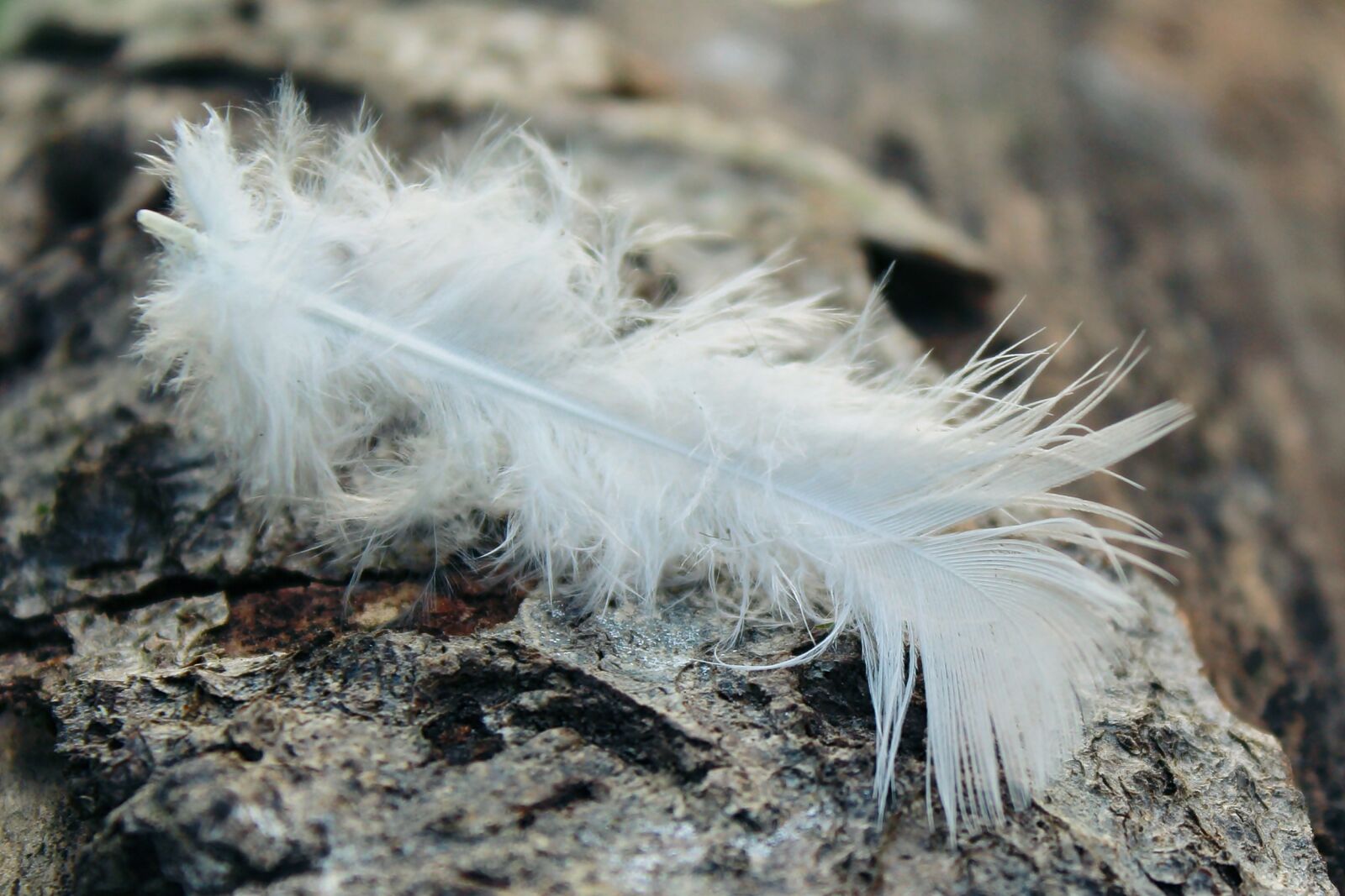 Canon EOS 1200D (EOS Rebel T5 / EOS Kiss X70 / EOS Hi) sample photo. Feather, log, tribe photography