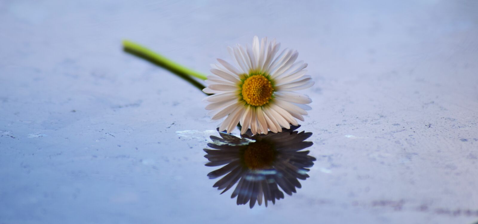 Nikon D5300 sample photo. Daisy, flower, bloom photography