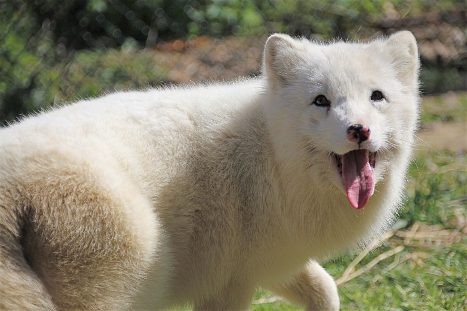 Canon EOS 650D (EOS Rebel T4i / EOS Kiss X6i) sample photo. Arctic fox, fuchs, white photography