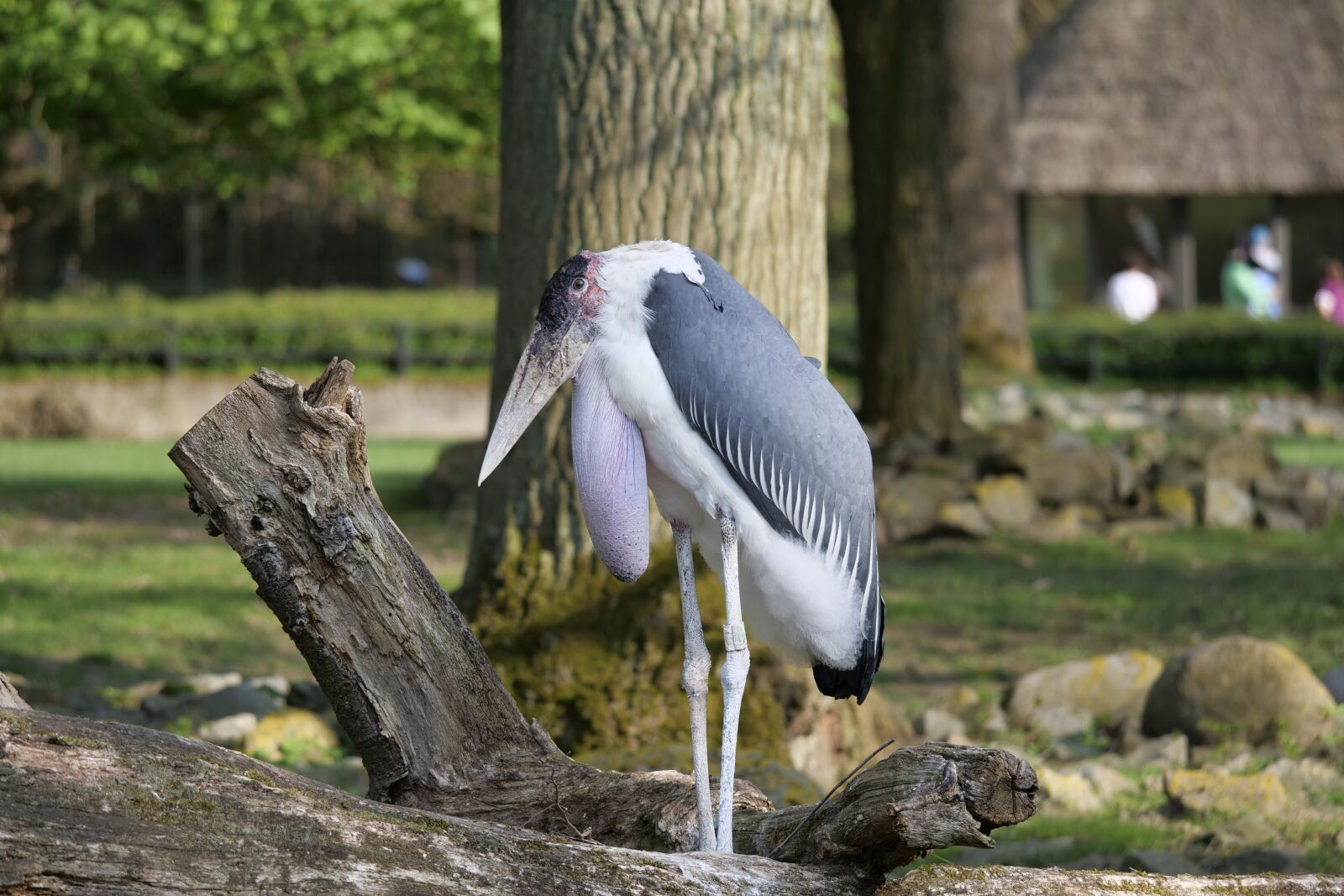Panasonic Lumix DC-G9 sample photo. Animal world, bird, marabu photography