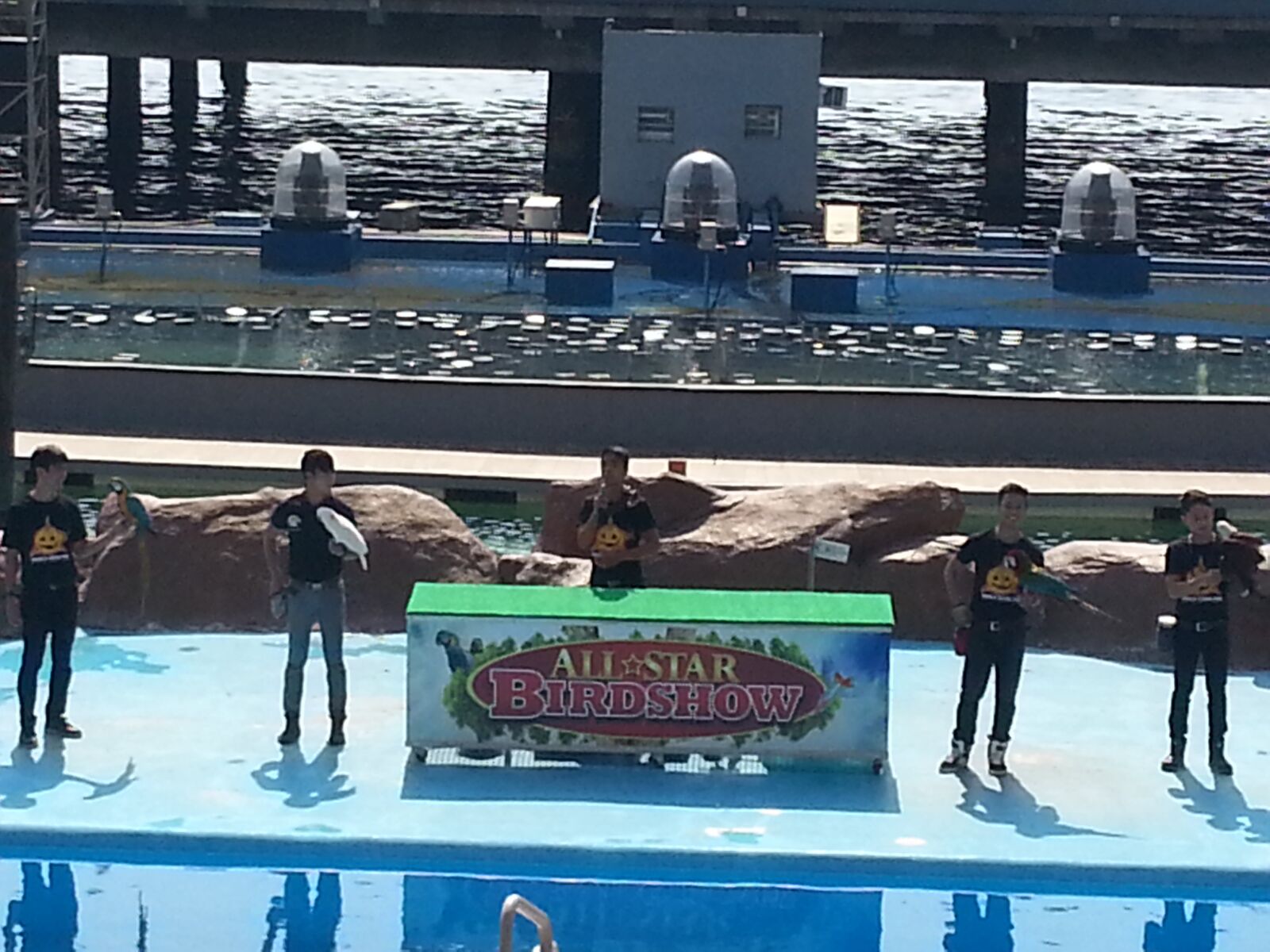 Samsung Galaxy S3 sample photo. Dolphin, ocean, park photography
