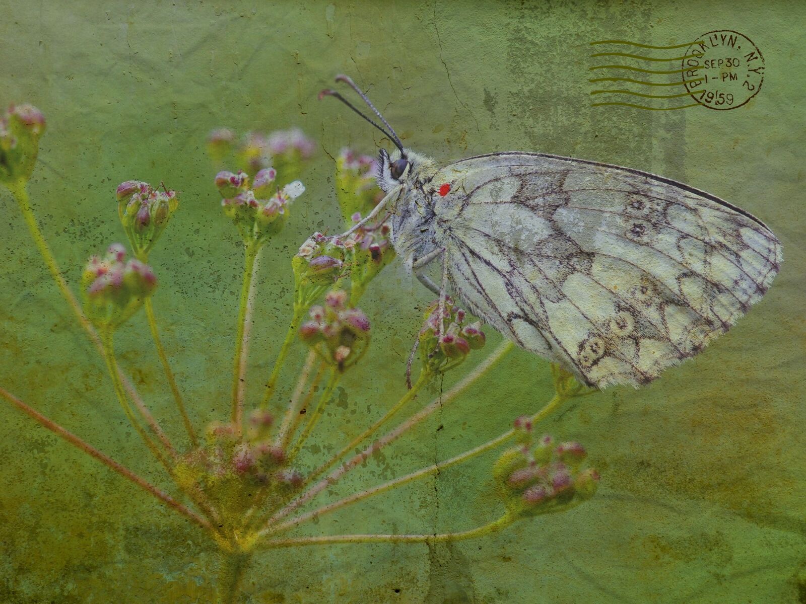 Nikon Coolpix P500 sample photo. Texture, background, butterfly photography