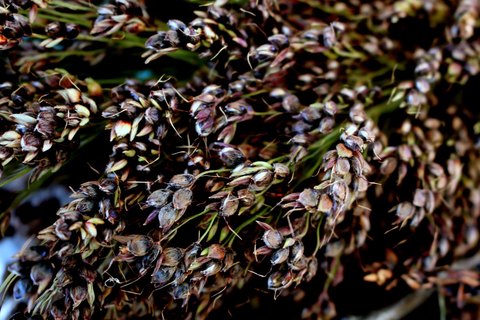 Canon EOS 70D sample photo. Seed, hay, field photography