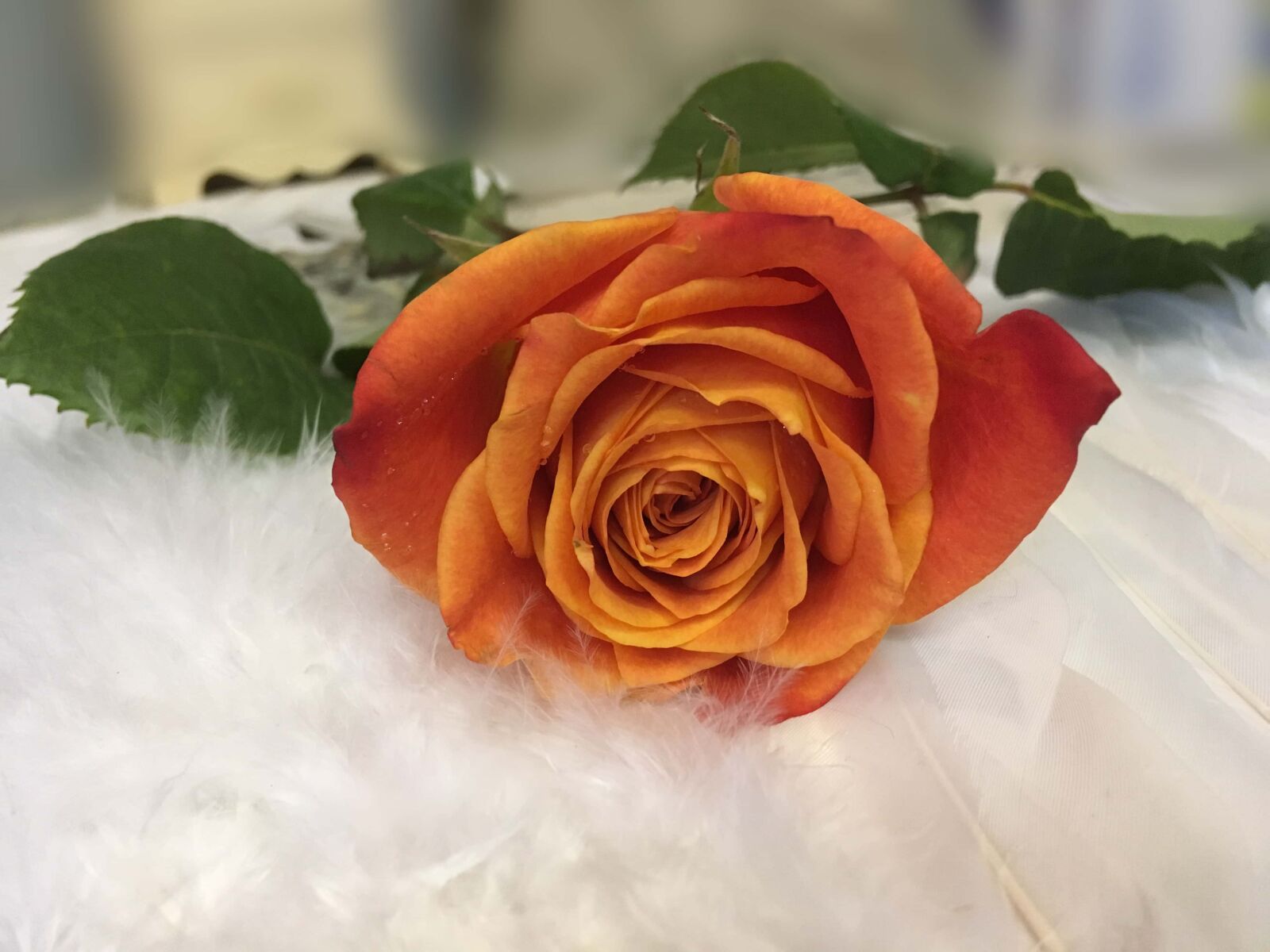 iPhone SE back camera 4.15mm f/2.2 sample photo. Feather, flower, golden glow photography