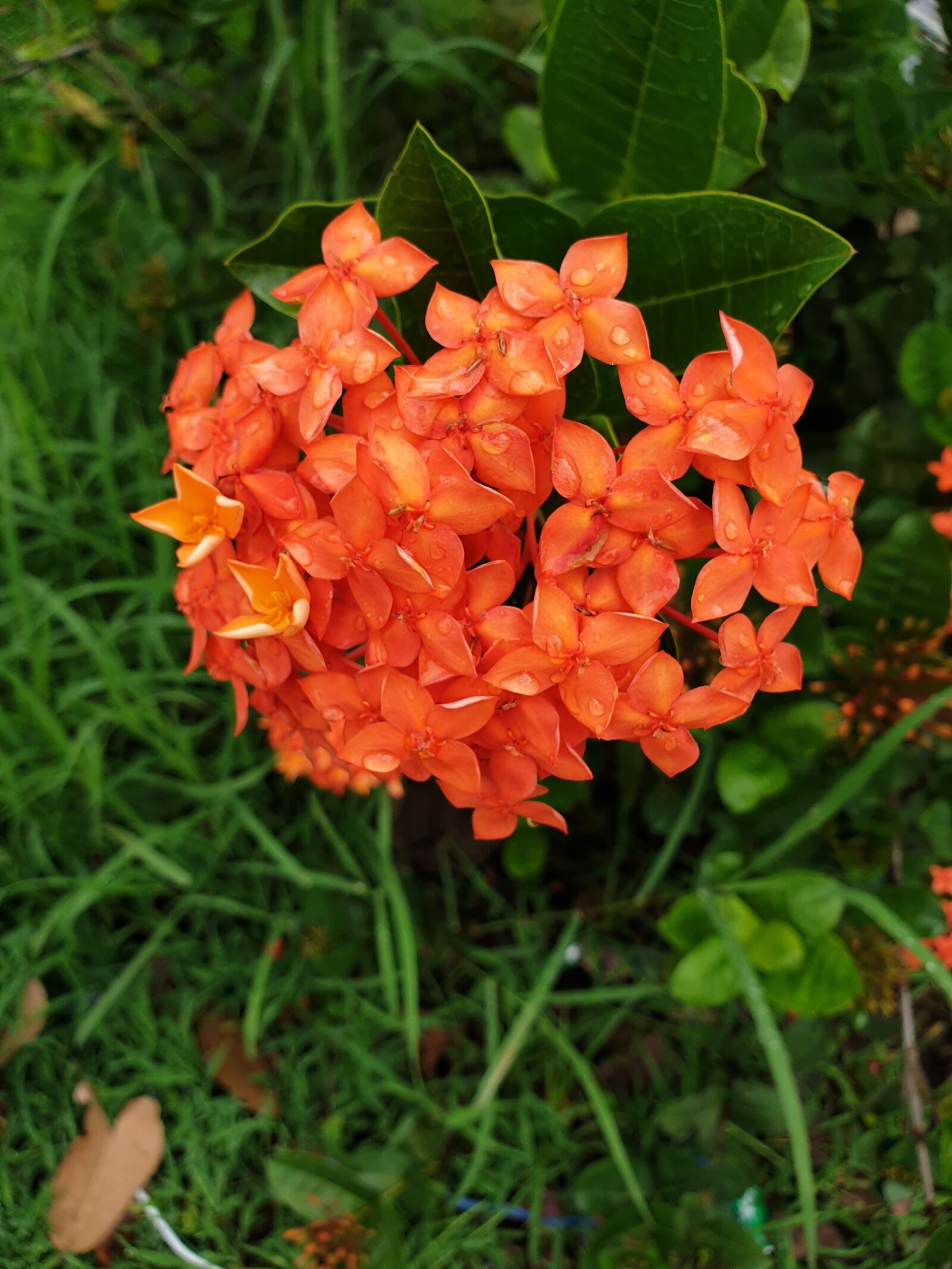 Samsung Galaxy Note9 sample photo. Flower pin, orange, a photography