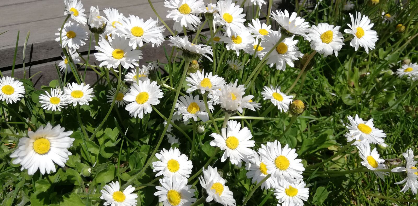 HUAWEI P20 lite sample photo. Daisies, spring, flowers photography