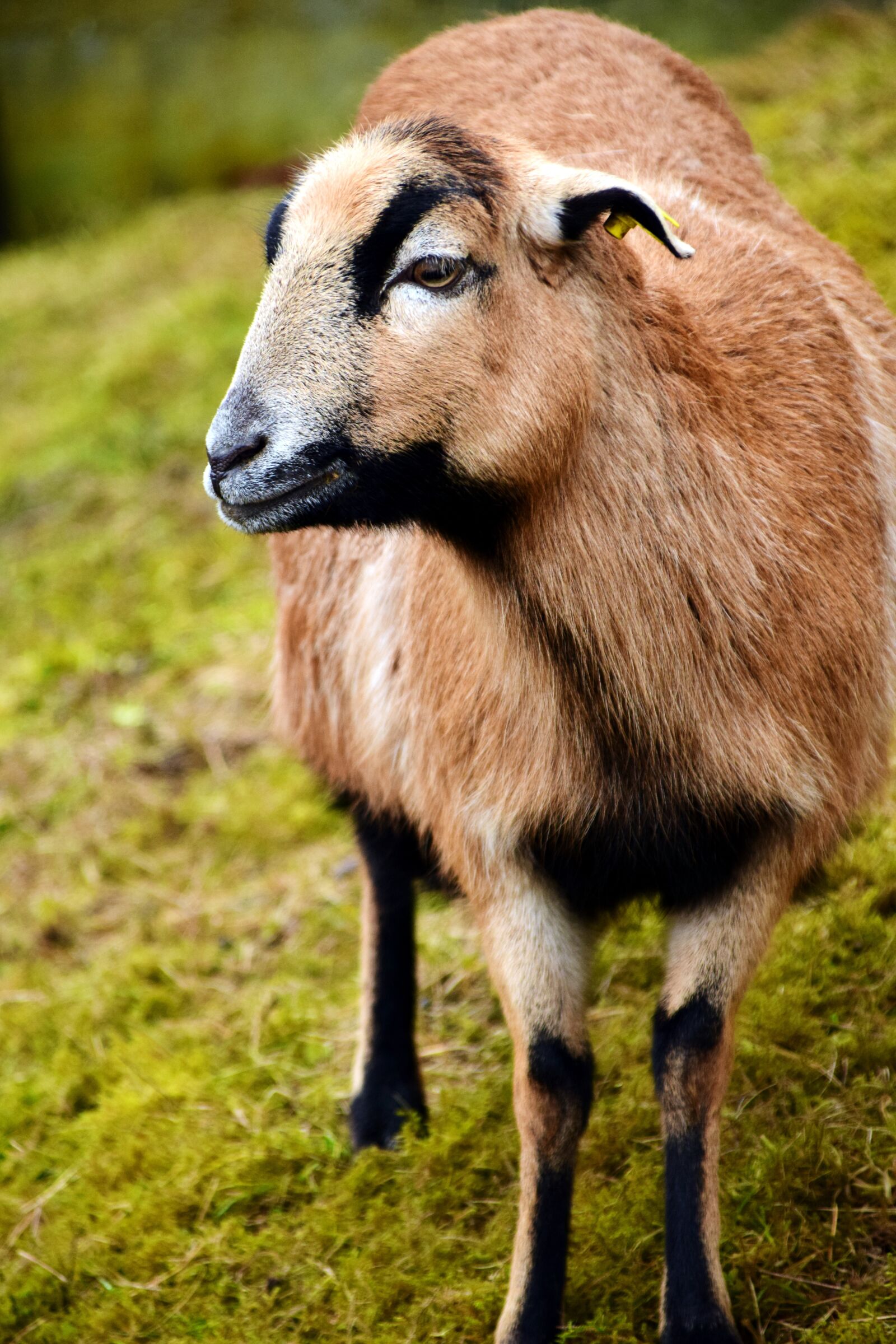 Nikon D3300 sample photo. Sheep, brown, brown sheep photography