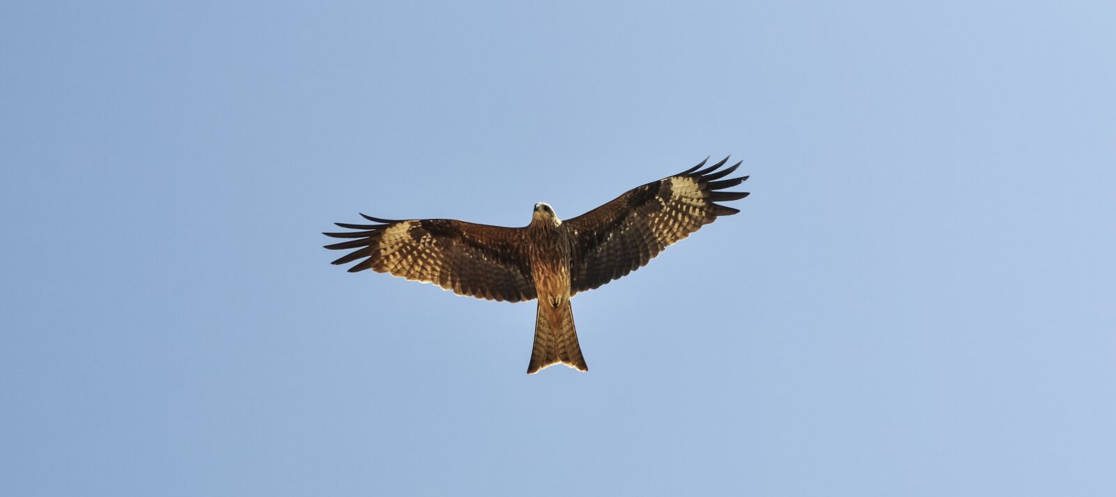 Nikon D90 sample photo. Milvus migrans, black kite photography