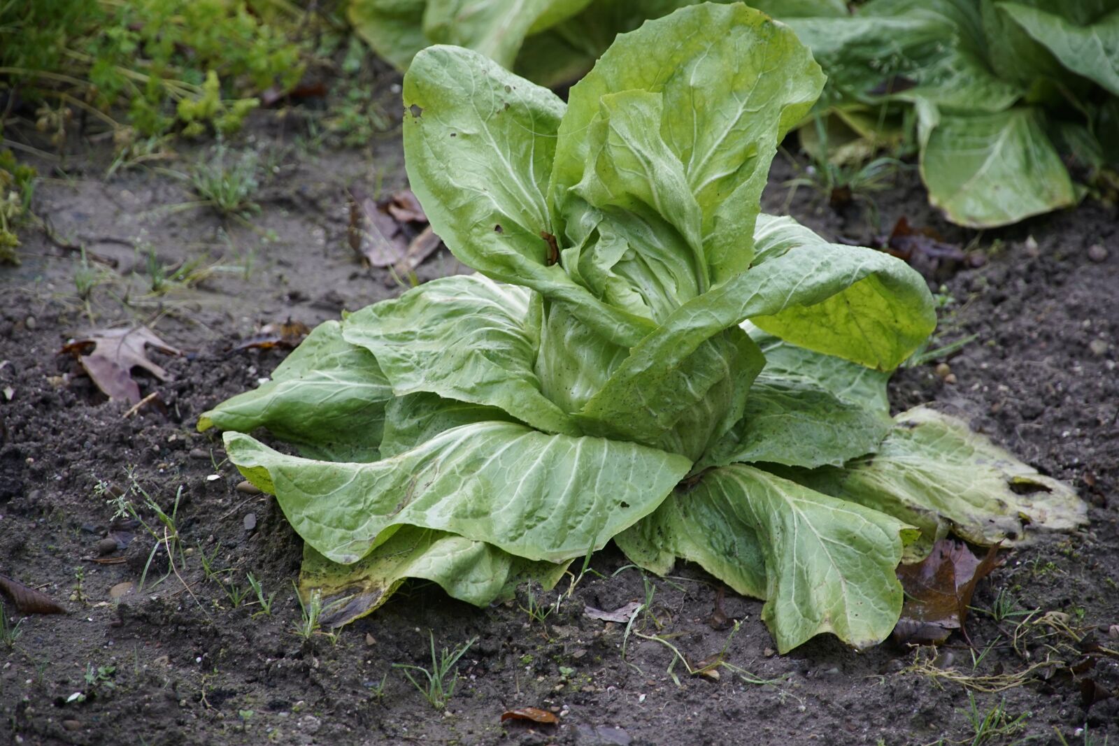 Sony a7R II + Sony E PZ 18-105mm F4 G OSS sample photo. Field, vegetable, growth photography