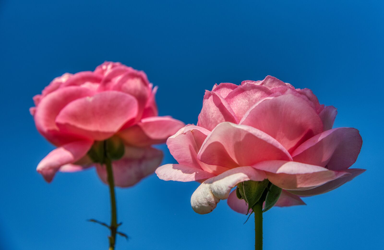 Nikon D750 sample photo. Roses, pink, two photography