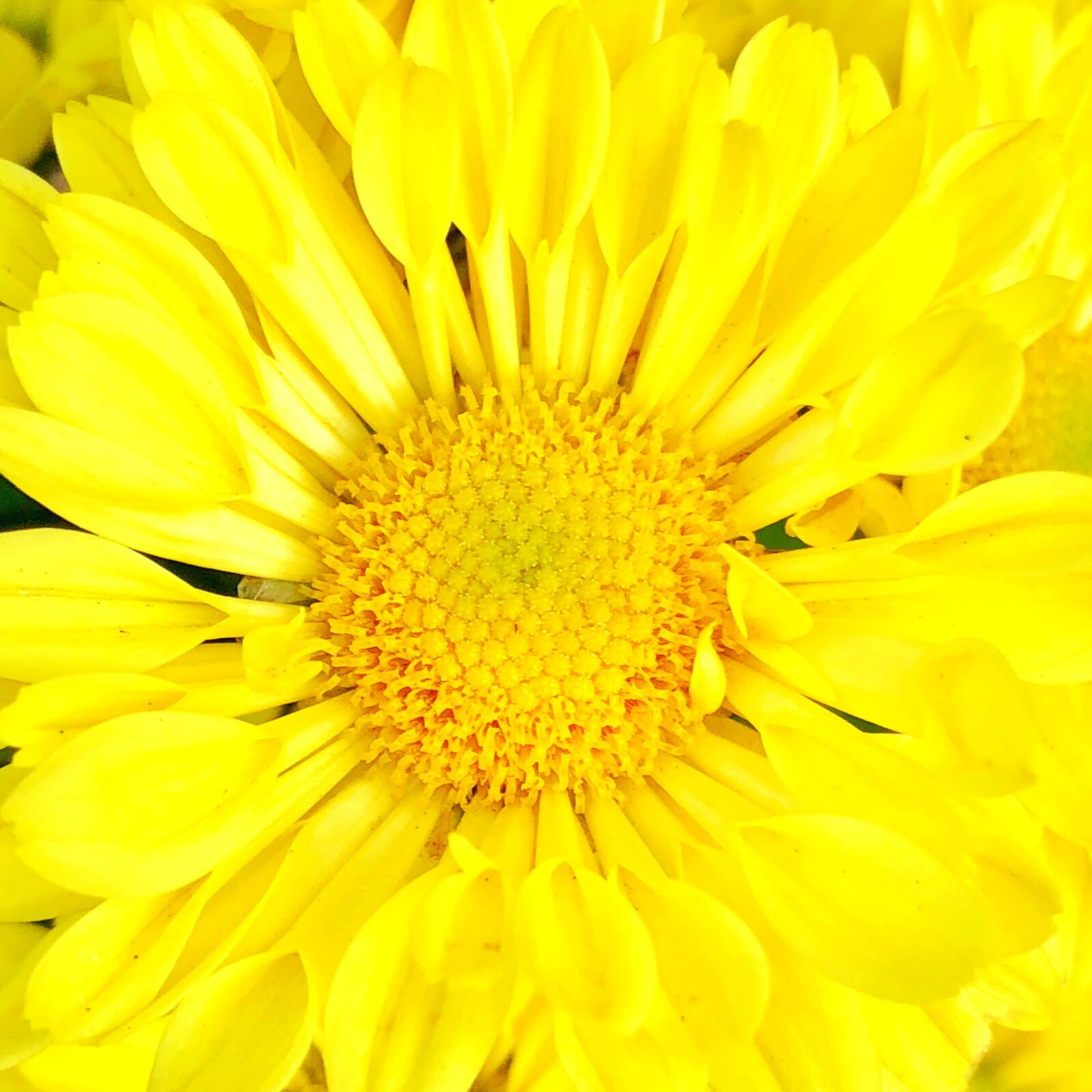 iPhone X back dual camera 4mm f/1.8 sample photo. Flower, nature, plant photography