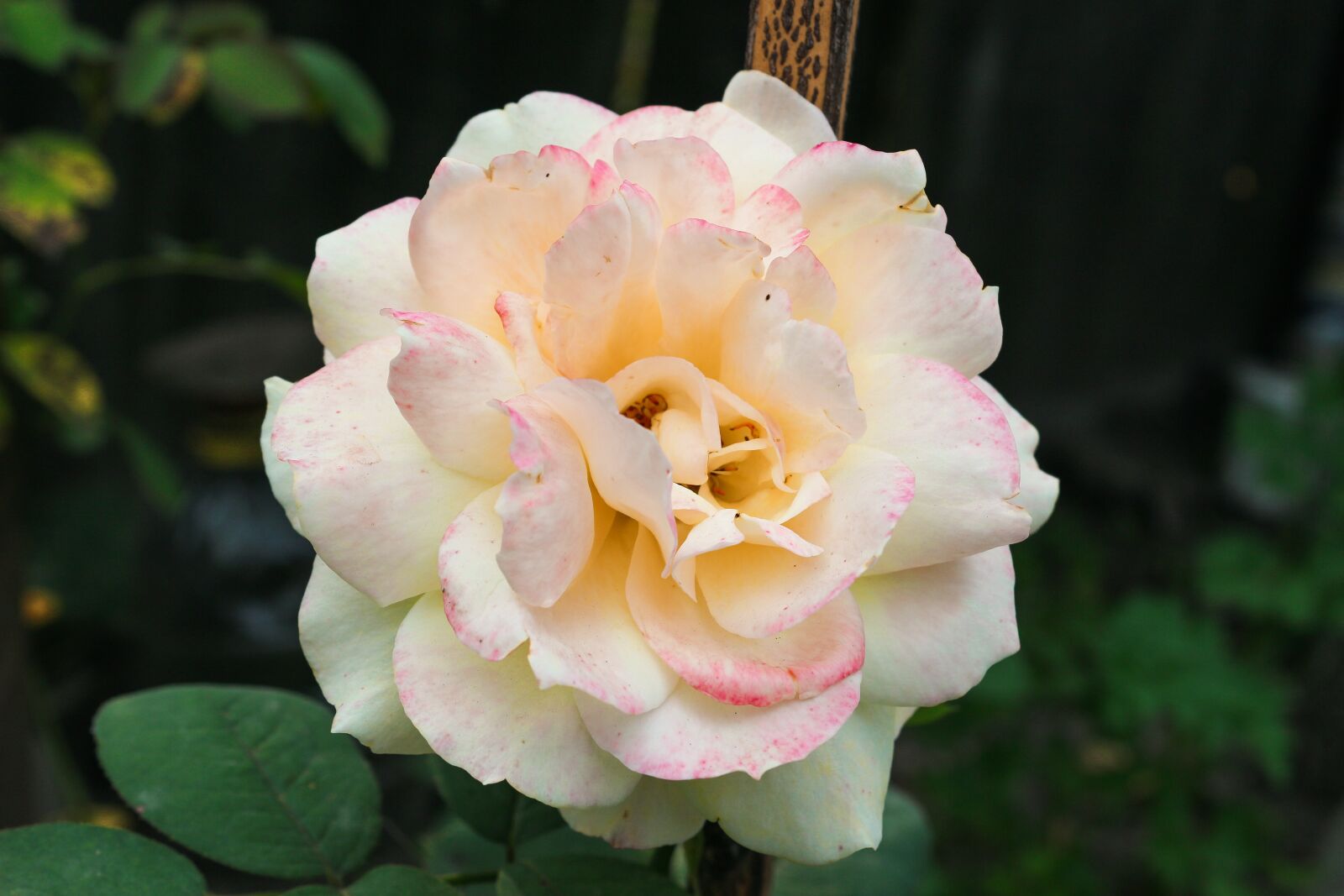 Canon EOS 100D (EOS Rebel SL1 / EOS Kiss X7) sample photo. Rose, petals, flower photography