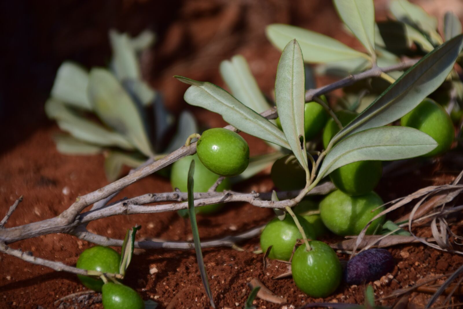 Nikon D3300 sample photo. Olives, green, green olives photography