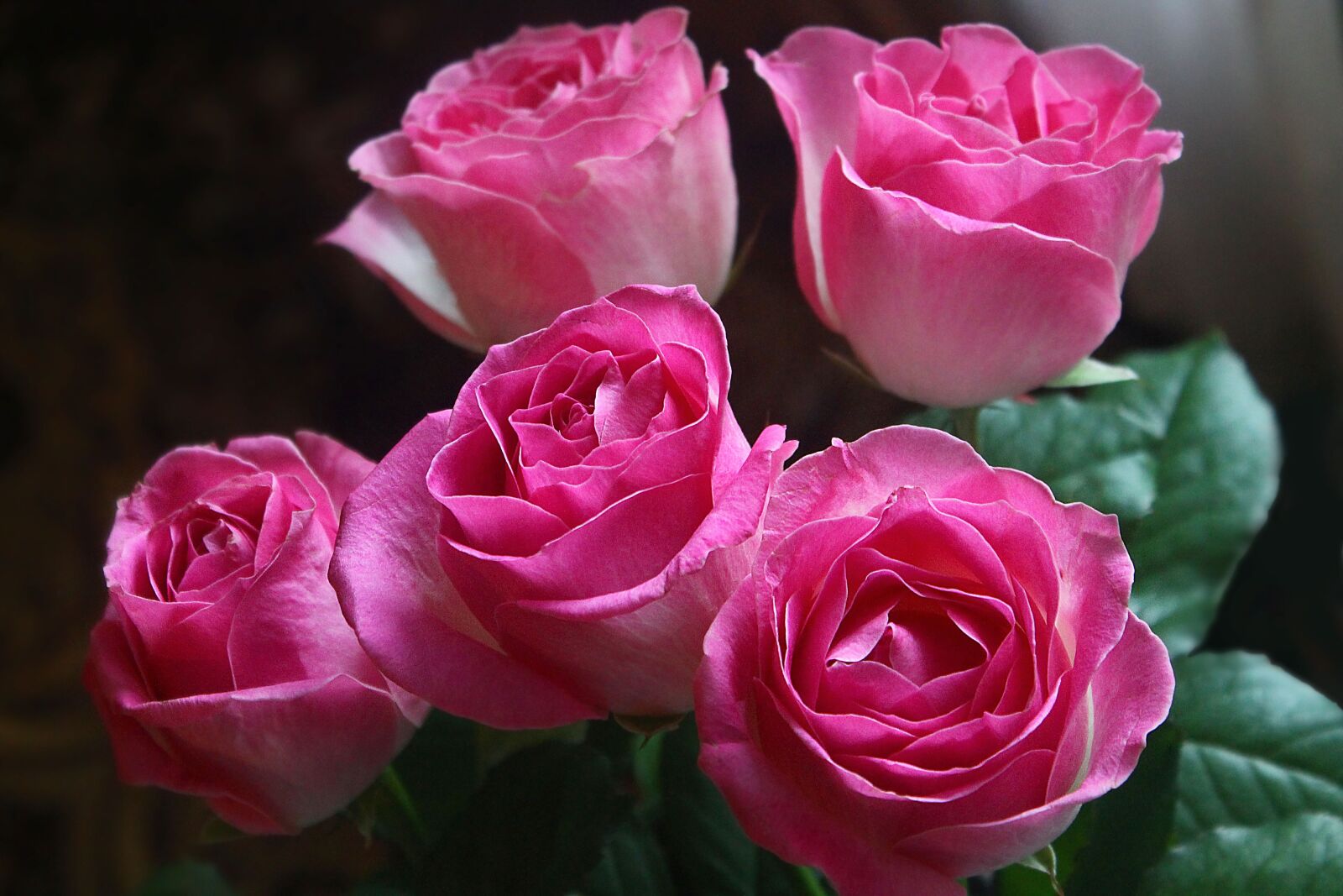 Canon EOS 1100D (EOS Rebel T3 / EOS Kiss X50) sample photo. Roses, flowers, bouquet photography