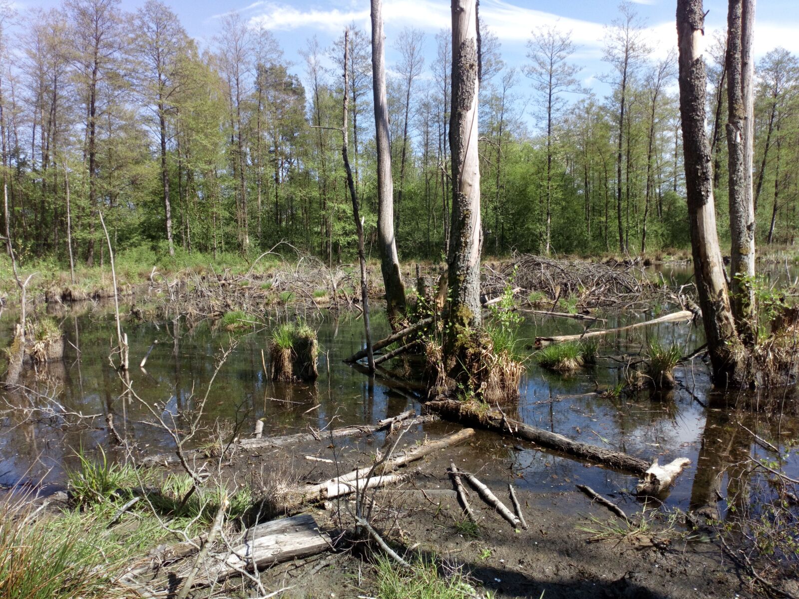 Sony Xperia L1 sample photo. Forest, tree, landscape photography
