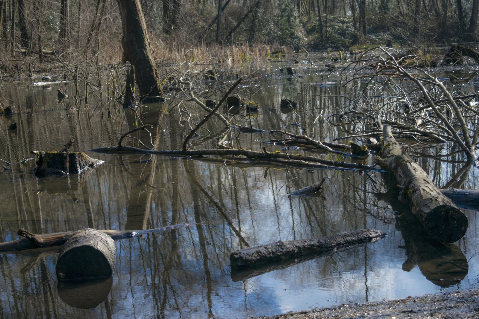 Nikon D3300 sample photo. Water, tree, wood photography