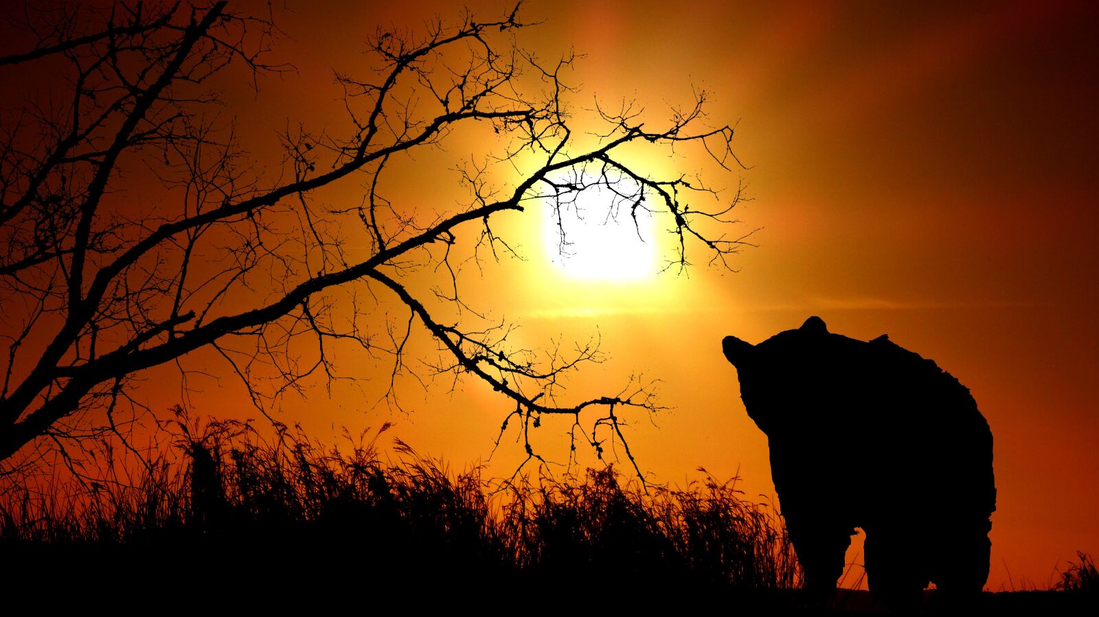 Panasonic Lumix DMC-FZ200 sample photo. Sunset, bear, nature photography