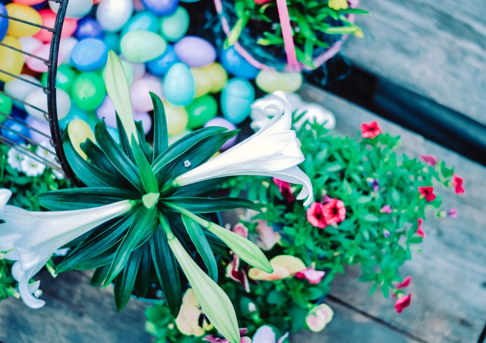 Nikon D3100 sample photo. Easter, easter flower, easter photography