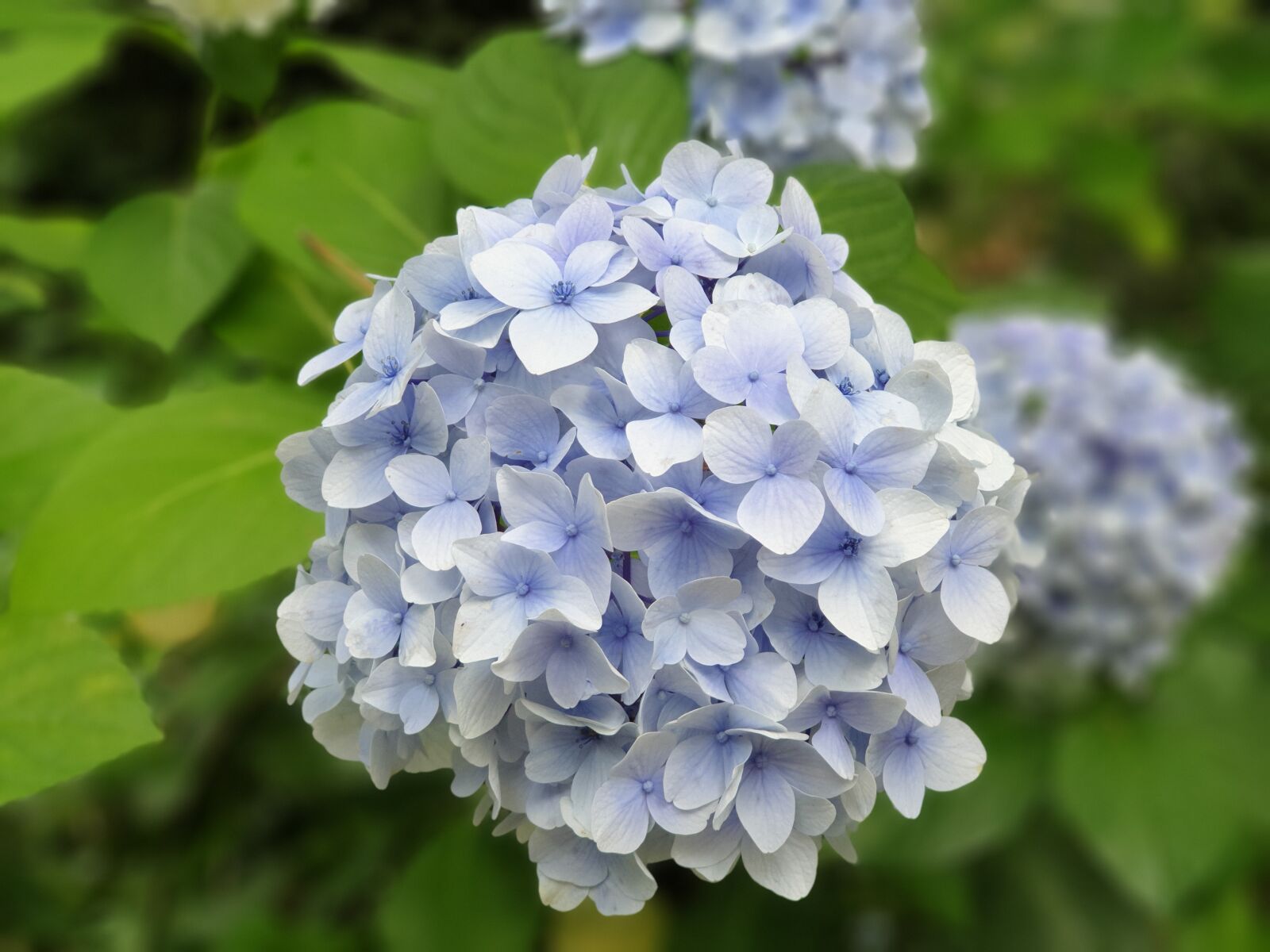 Samsung Galaxy Note9 sample photo. Flowers, hydrangea, nature photography