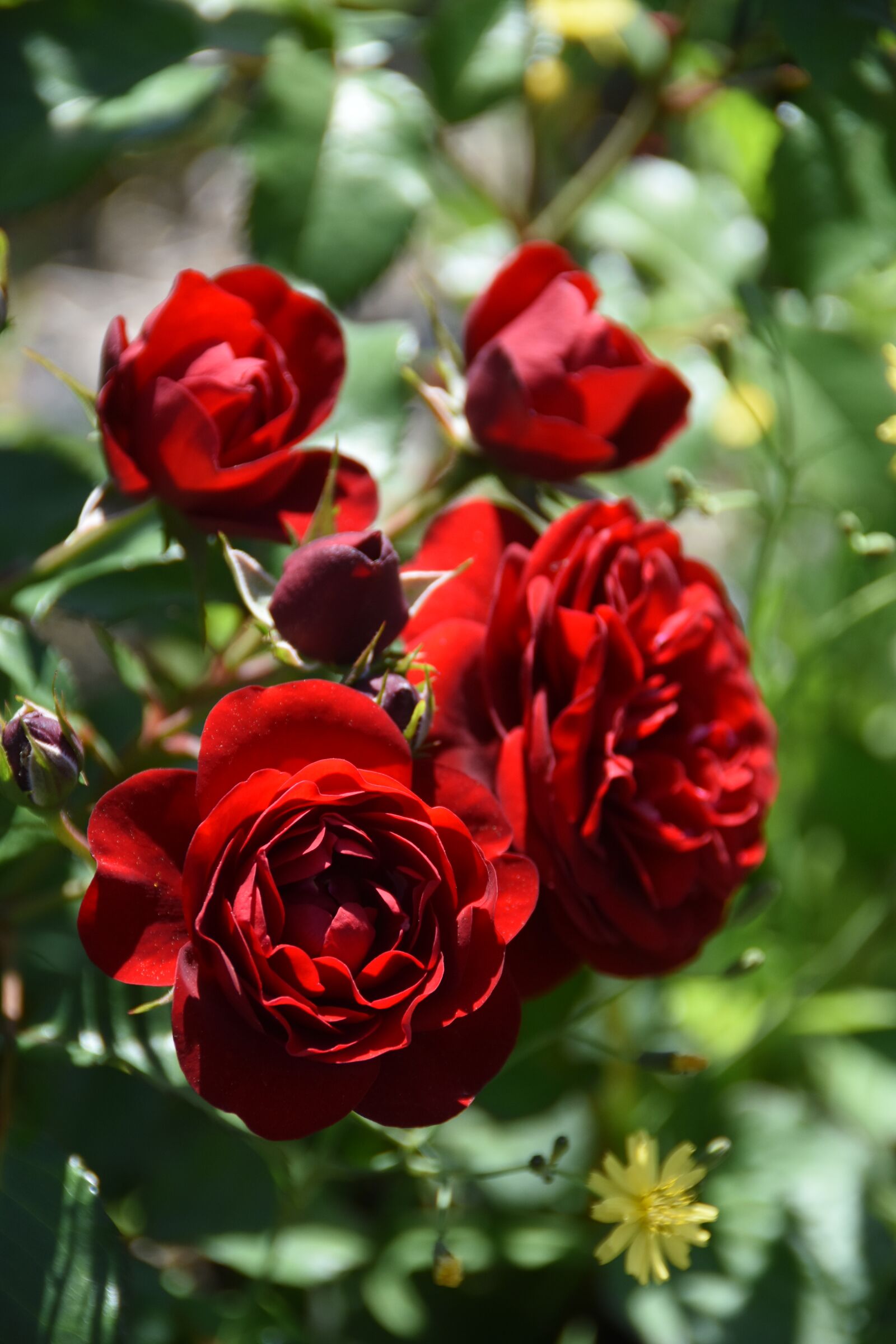 Nikon D7200 sample photo. Rose, red, plants photography