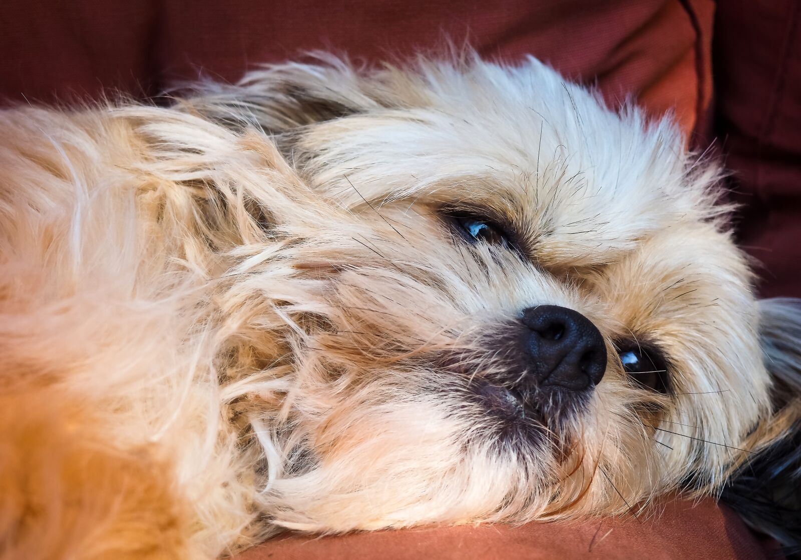 Olympus OM-D E-M10 sample photo. Dog, animal, pet photography