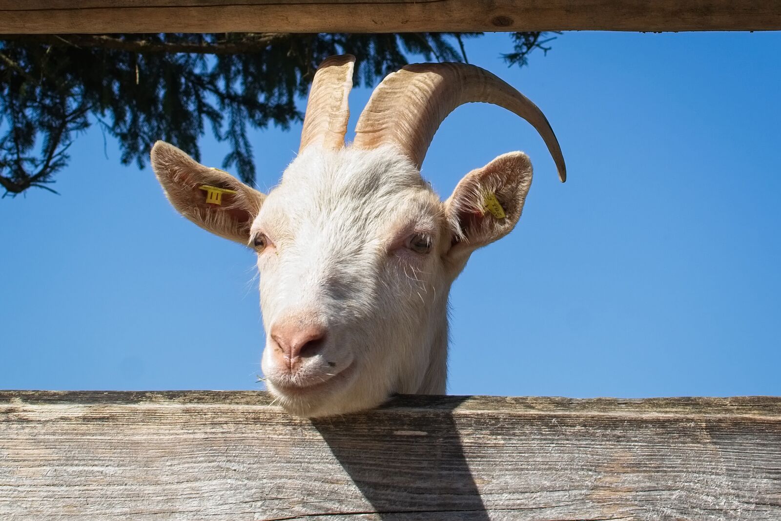 Nikon AF-S DX Nikkor 35mm F1.8G sample photo. Domestic goat, goat, head photography