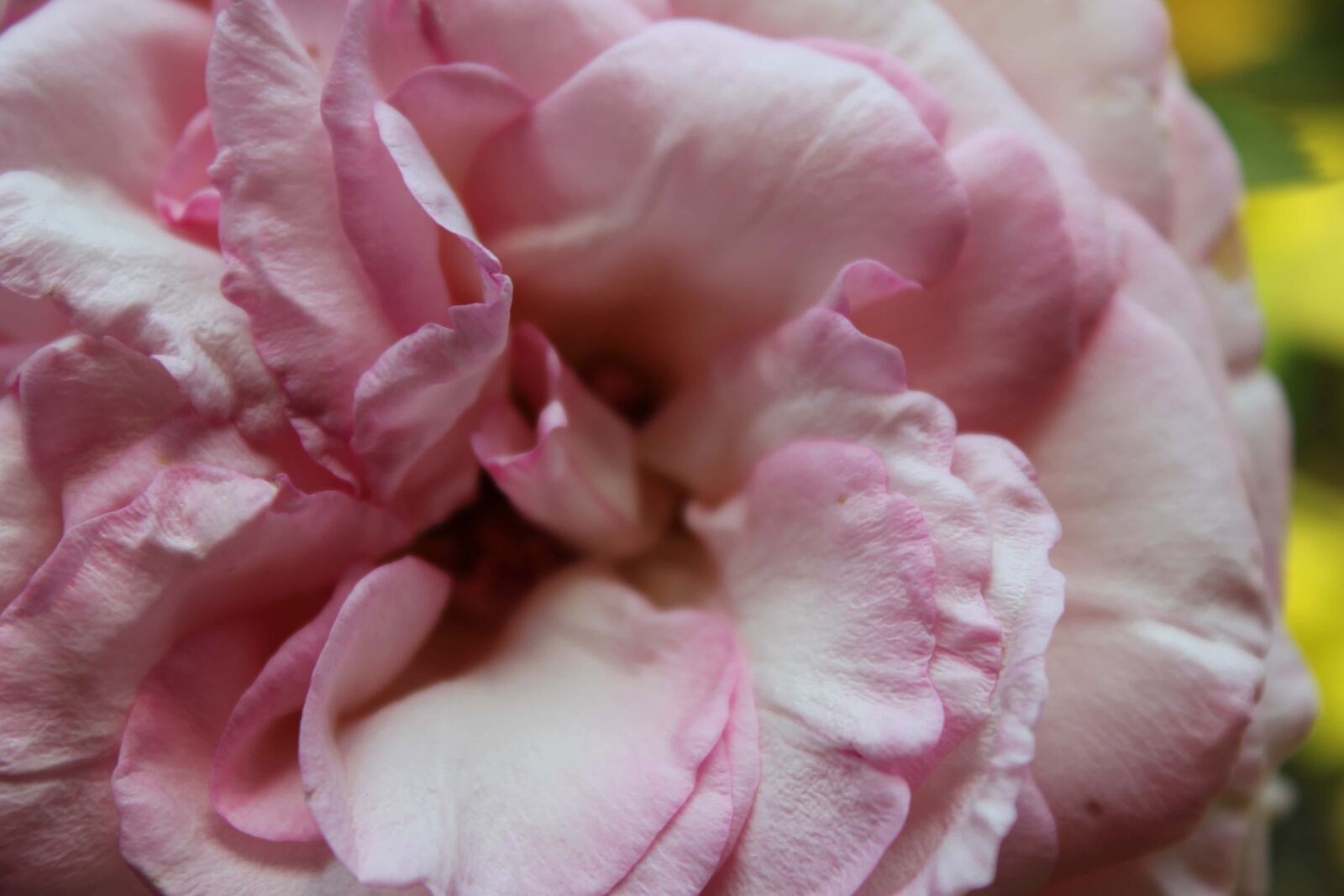 Canon EF-S 18-55mm F3.5-5.6 IS sample photo. Roses, petals, pinkish, close-up photography