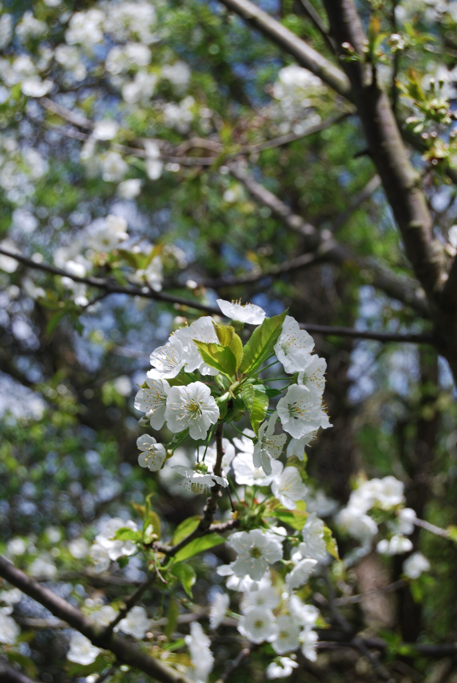Nikon D60 sample photo. Tree, branch, nature photography