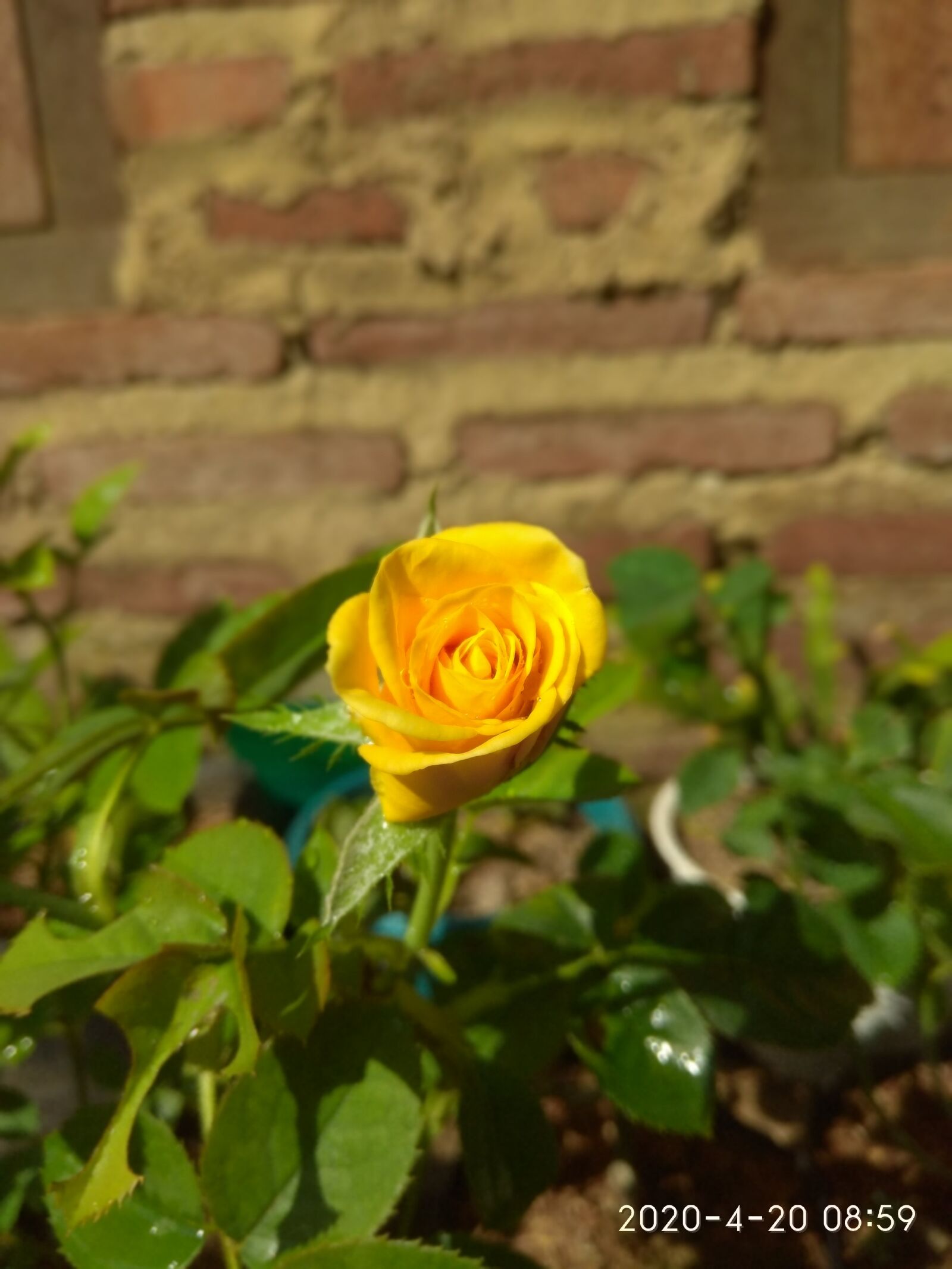 Xiaomi Redmi Note 4 sample photo. Rose, flowers, blossom photography