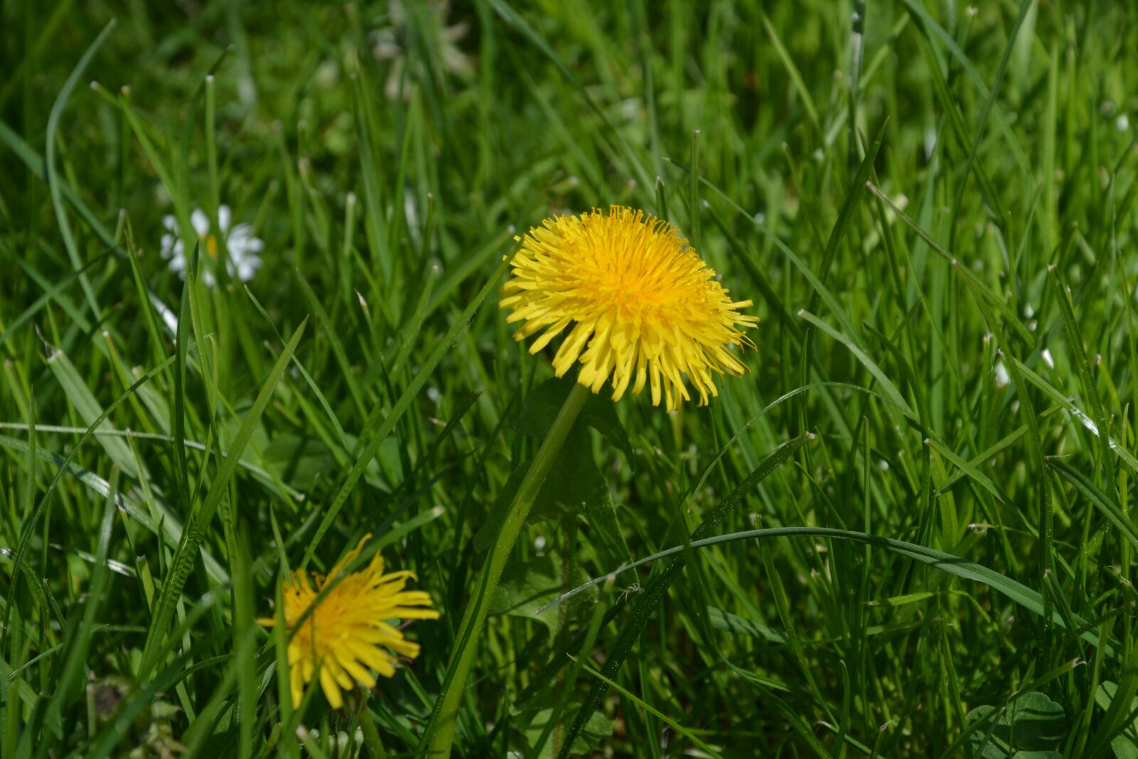 Nikon D5200 sample photo. Dandelion, green, meadow photography