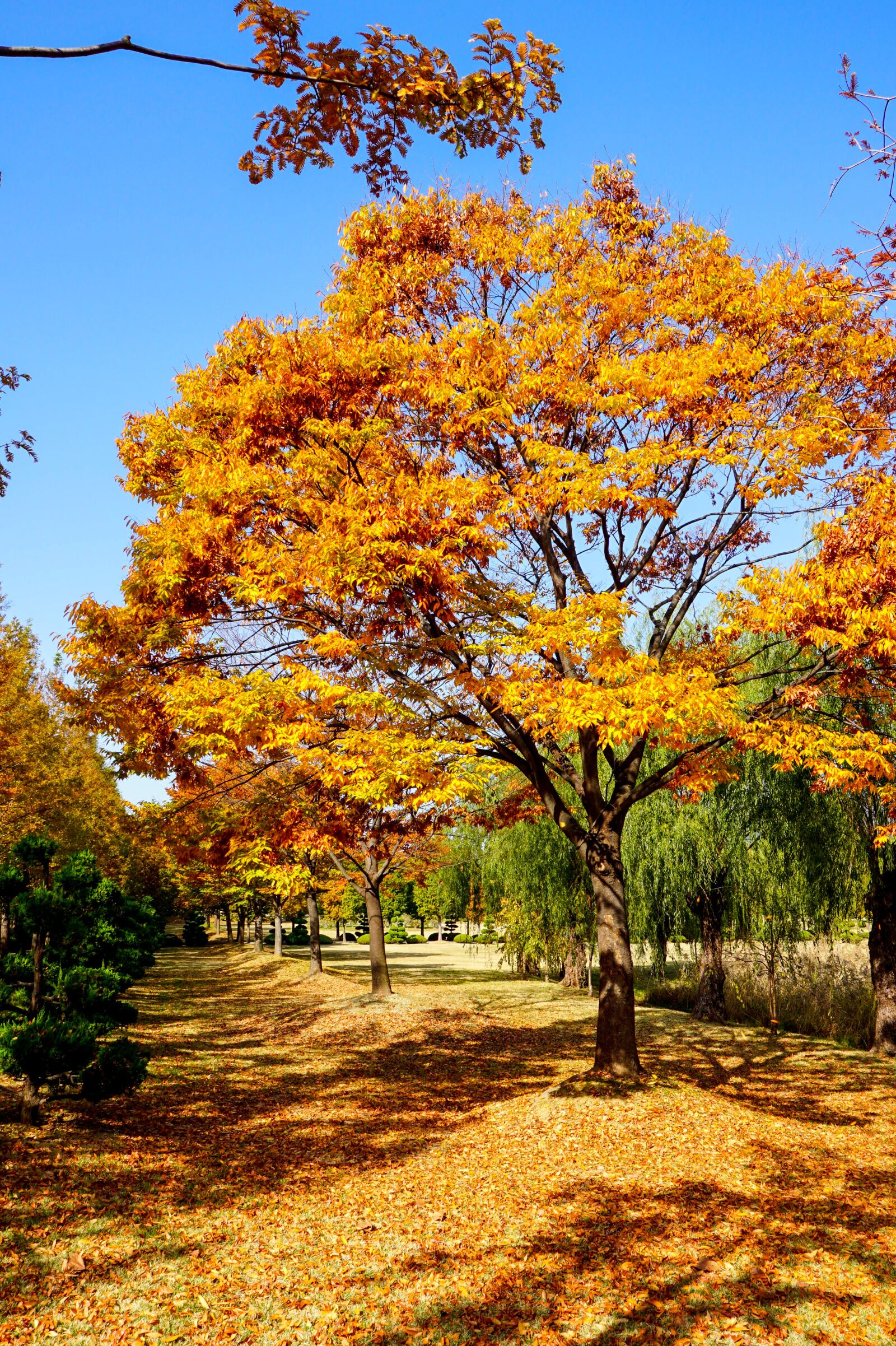 Sony a6000 sample photo. Maple, maple trees, trees photography