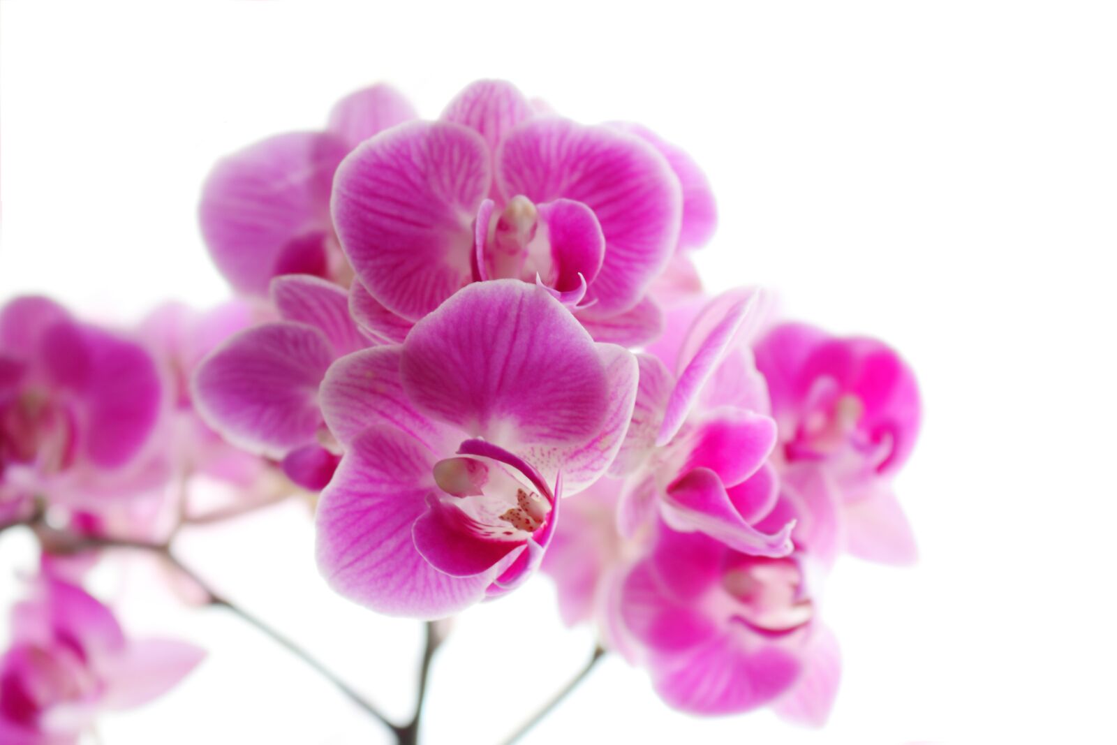 Canon EOS 750D (EOS Rebel T6i / EOS Kiss X8i) sample photo. Orchid, phaleonopsis, art photography