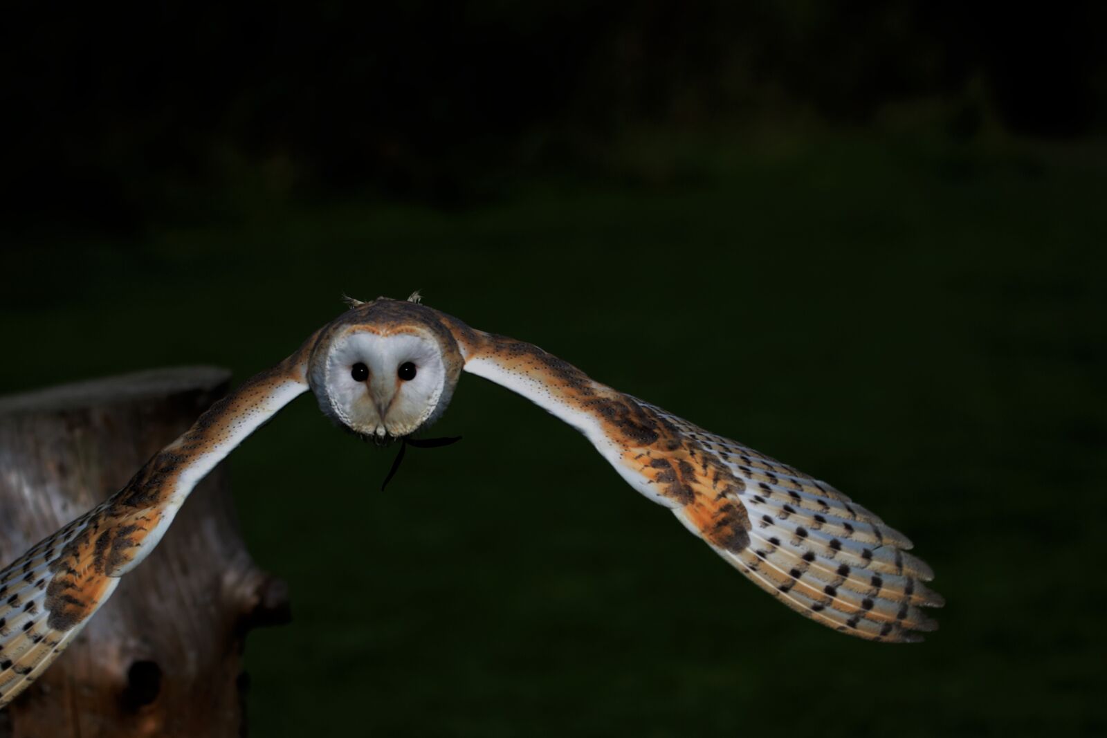 Canon EOS 7D Mark II sample photo. Barn owl, owl, barn photography